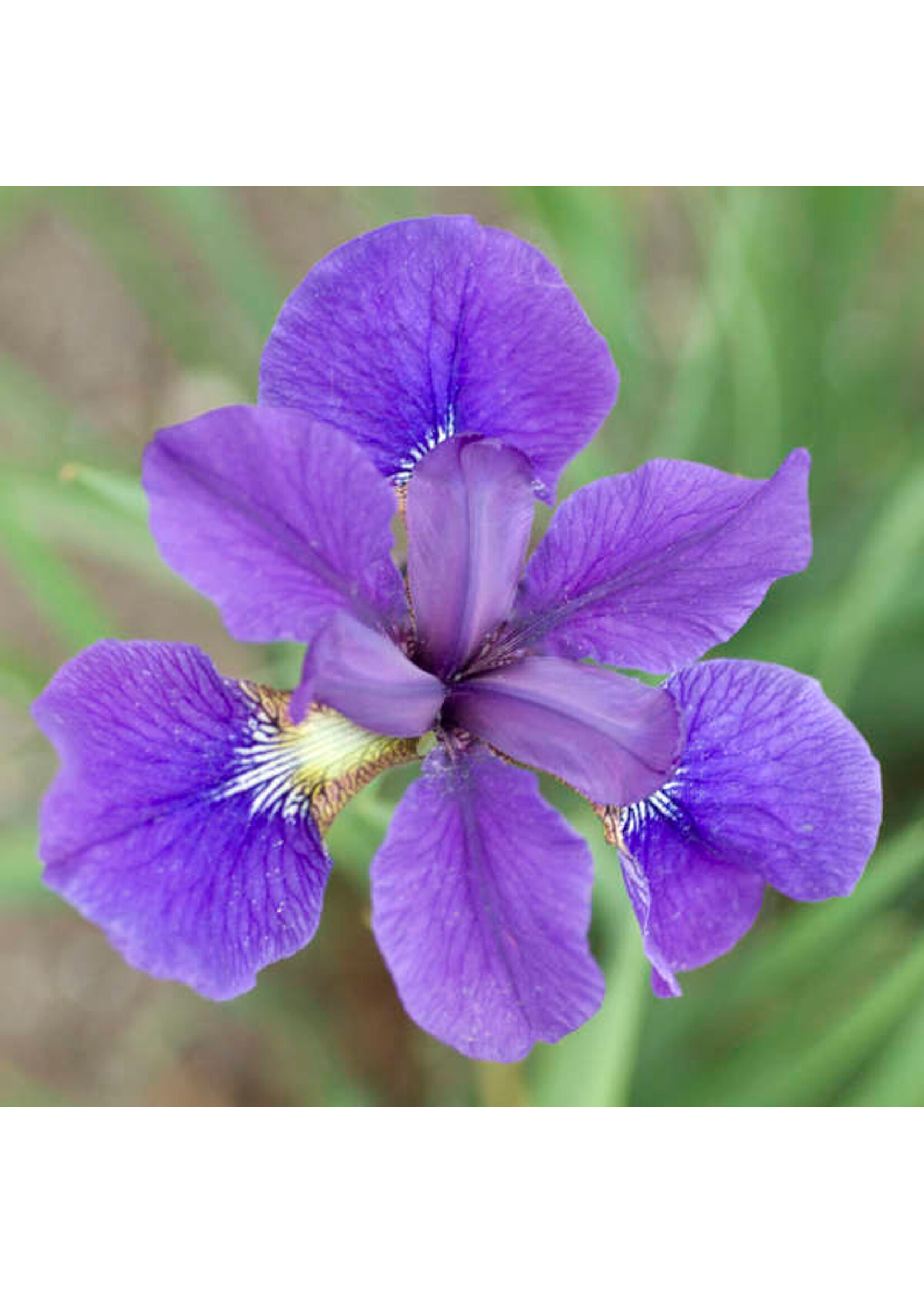 Iris sibirica Caesar's Brother, Siberian Iris #1