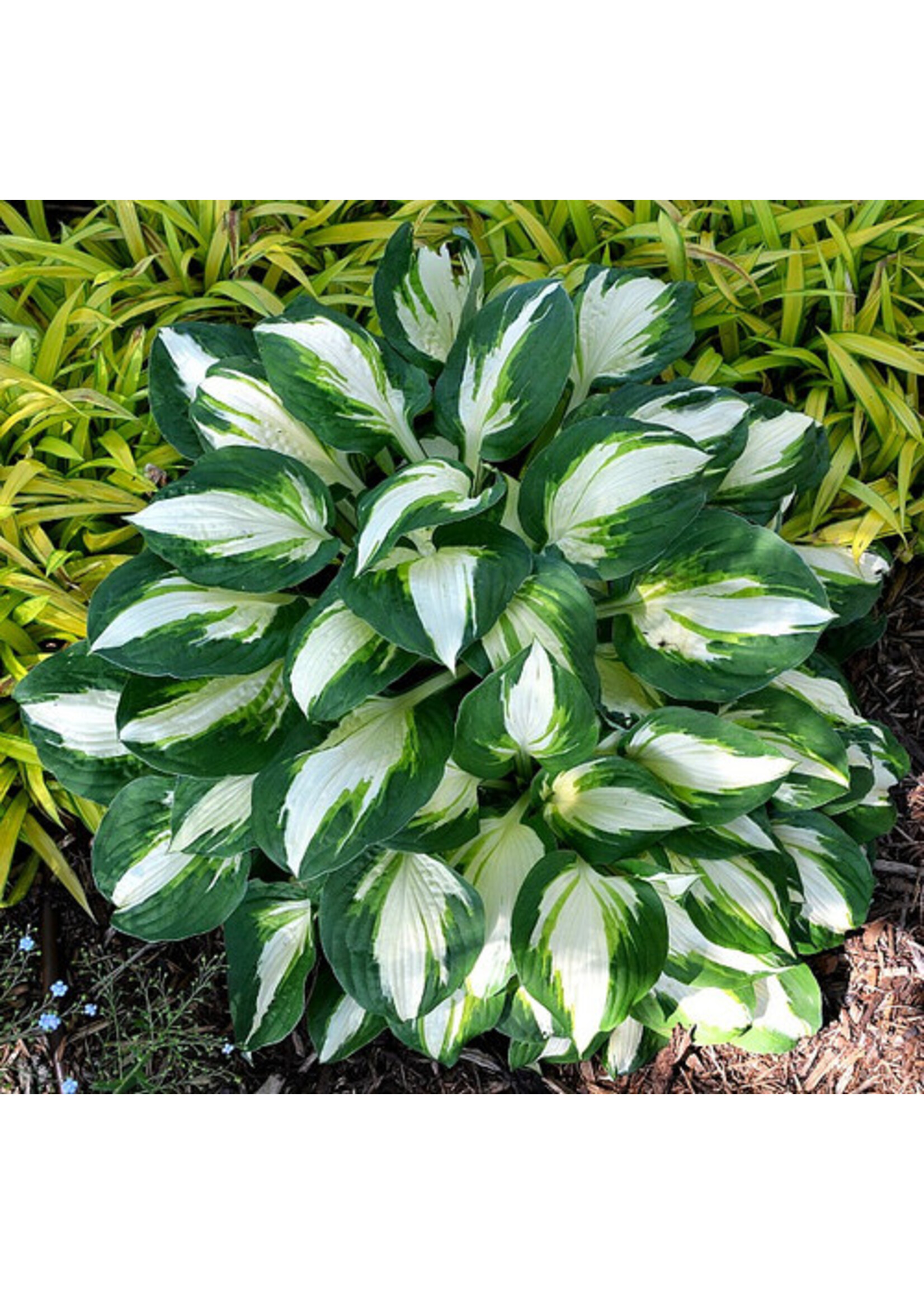 Hosta Vulcan #1