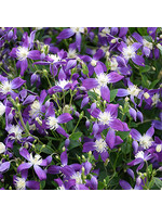 Clematis Violet Stardust, Bush Clematis #1