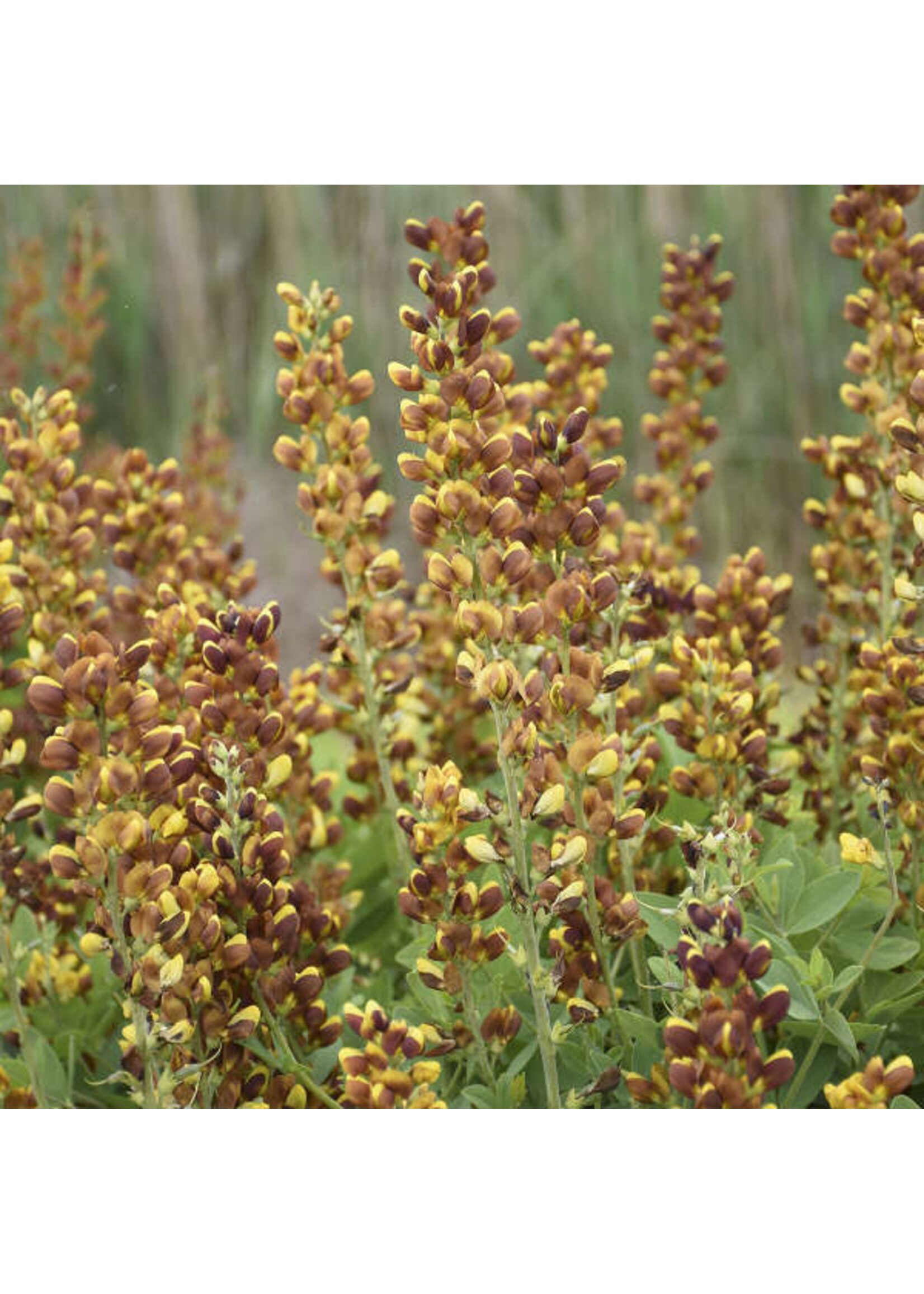 Baptisia Honey Roasted, False Indigo #3