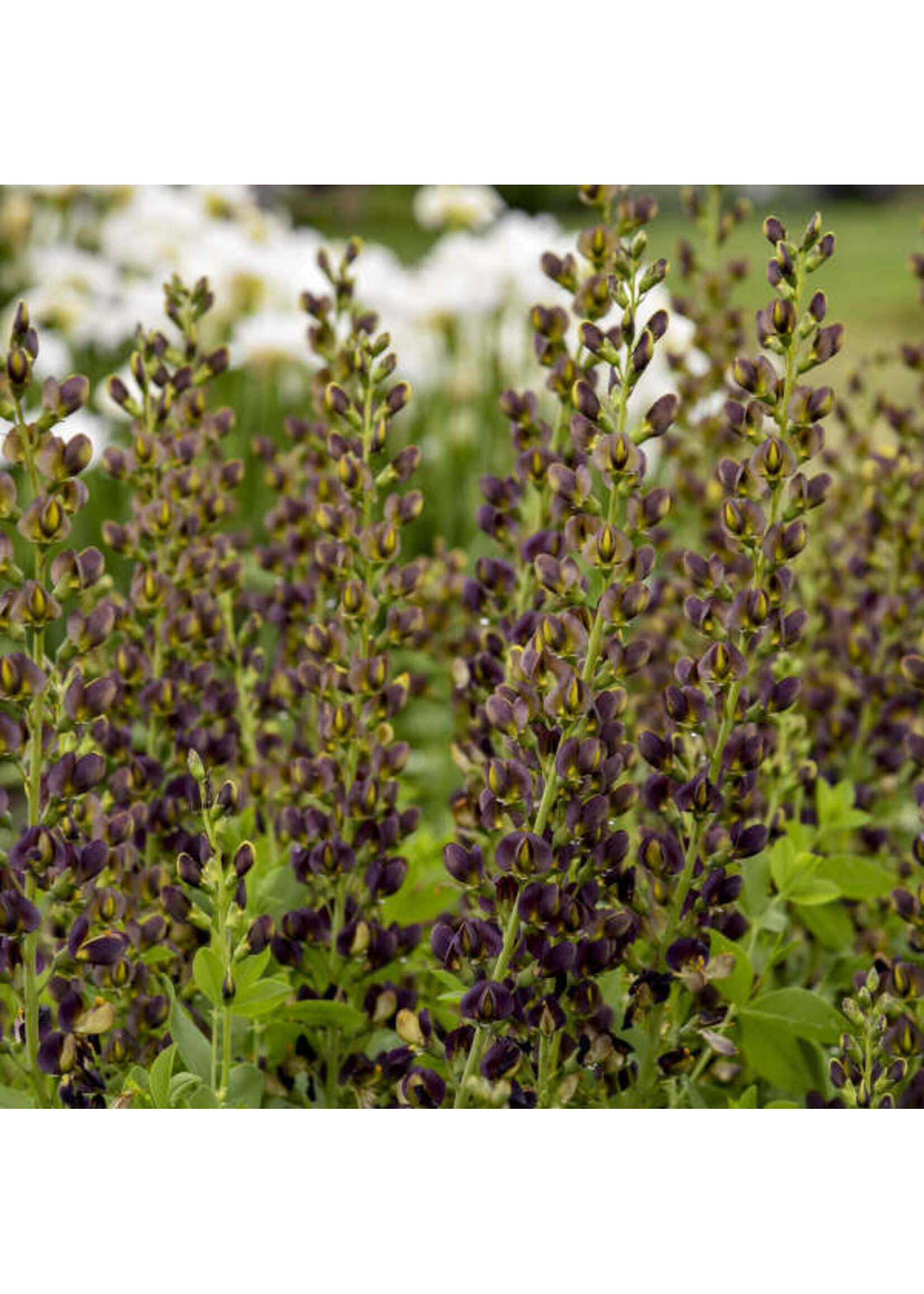 Baptisia Decadence Dark Chocolate, False Indigo #3