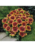 Gaillardia Arizona Sun Blanket Flower, Arizona Sun, #1