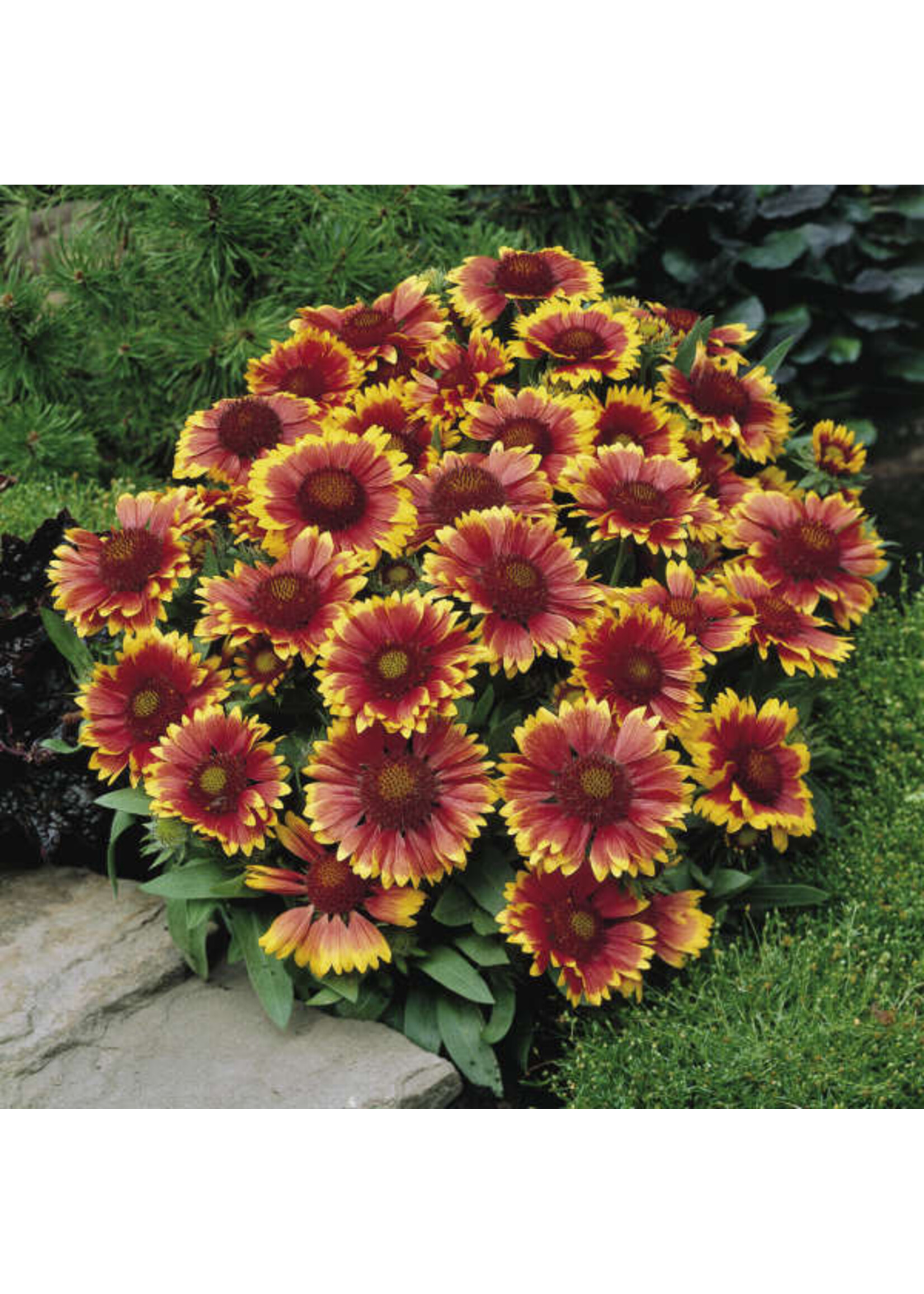Gaillardia Arizona Sun Blanket Flower, Arizona Sun, #1