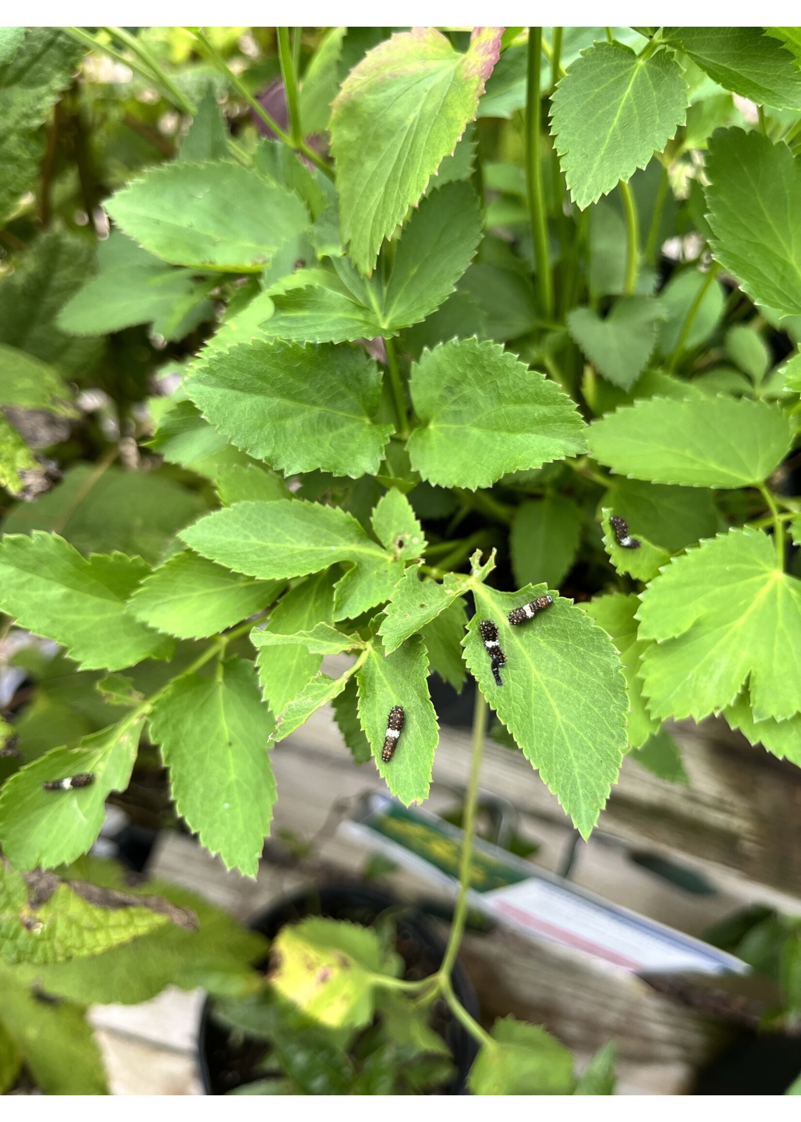 Zizia aurea, Golden Alexander