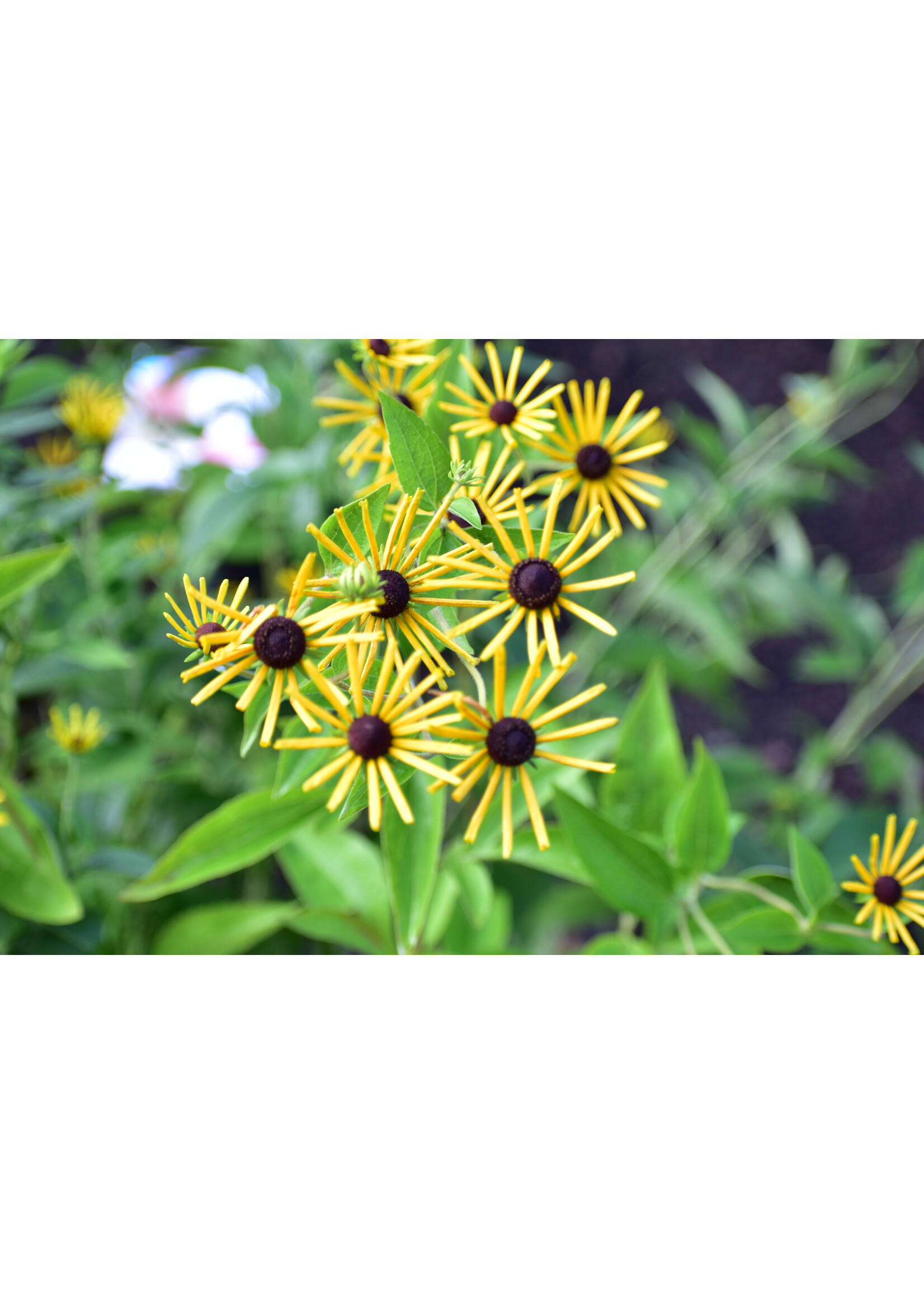 Rudbeckia subtomentosa 'Henry Eilers' sweet coneflower or sweet black-eyed Susan #1 Container