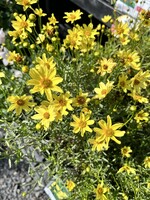 Coreopsis Creme Brulee Tickseed, Creme Brulee, #1