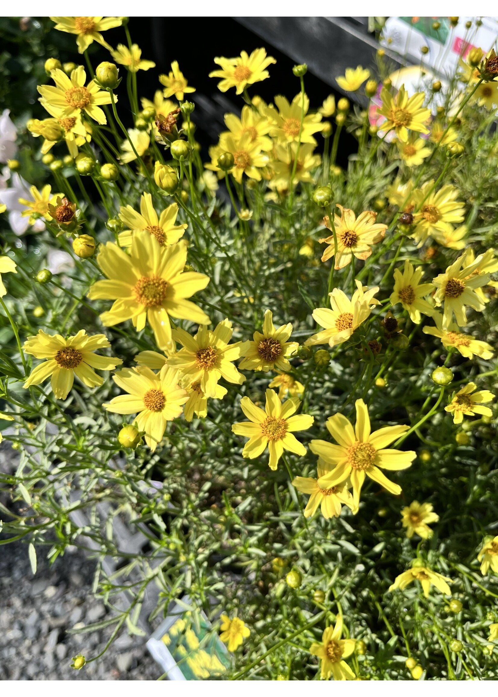 Coreopsis Creme Brulee Tickseed, Creme Brulee, #1