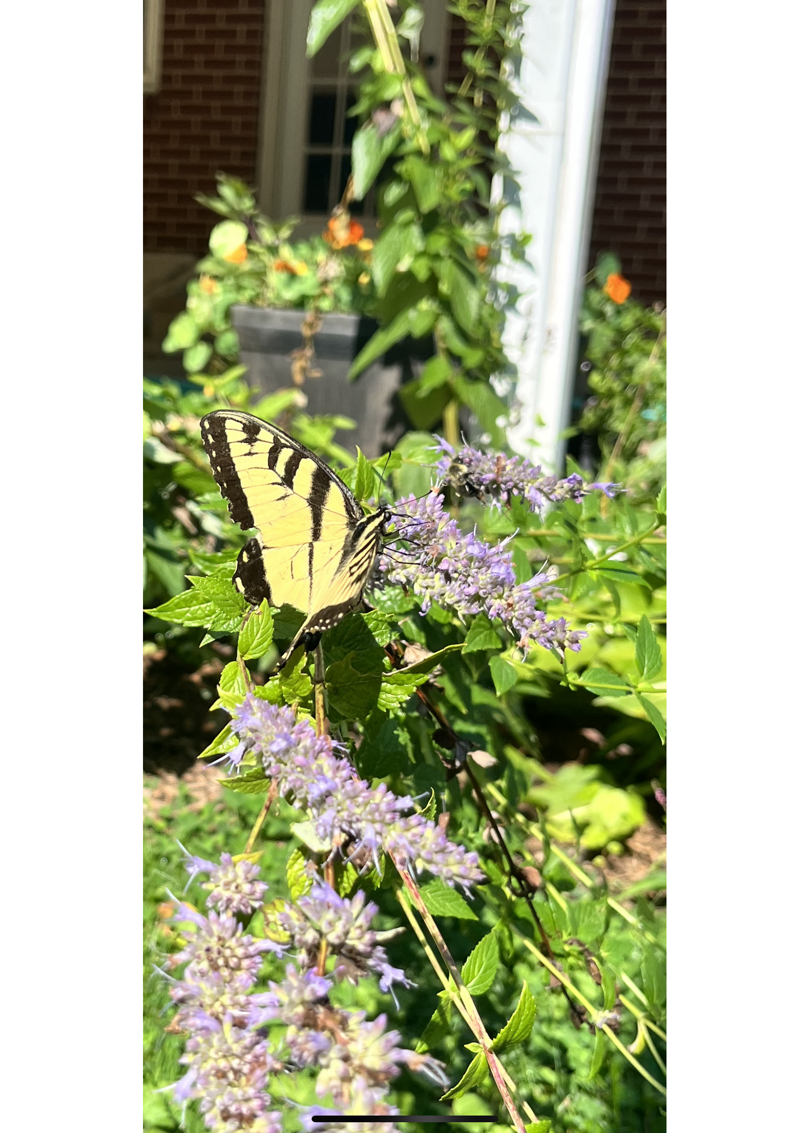 Agastache foeniculum, Giant Blue Hyssop, #1
