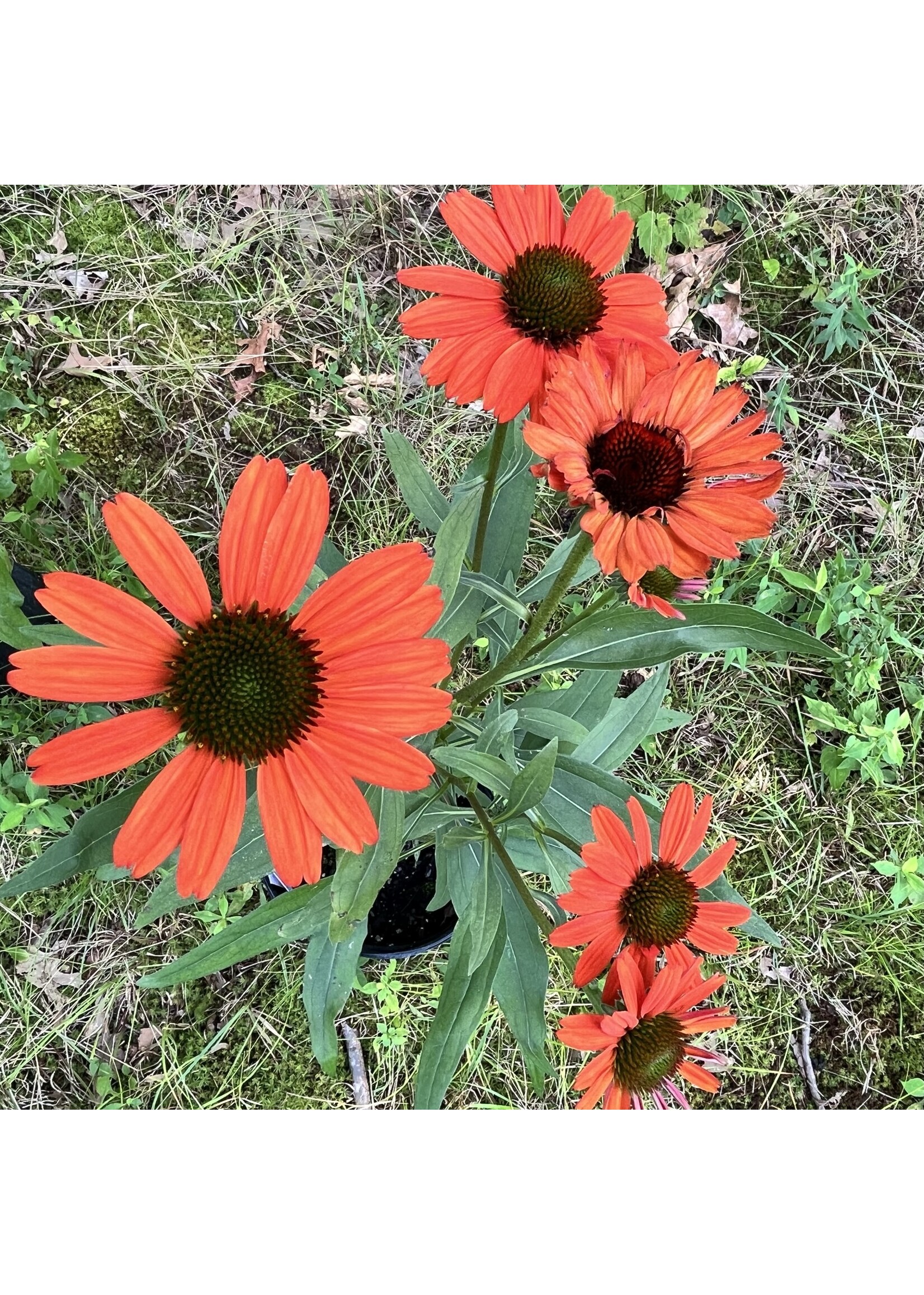 Echinacea pur. Kismet Intense Orange, Coneflower #1