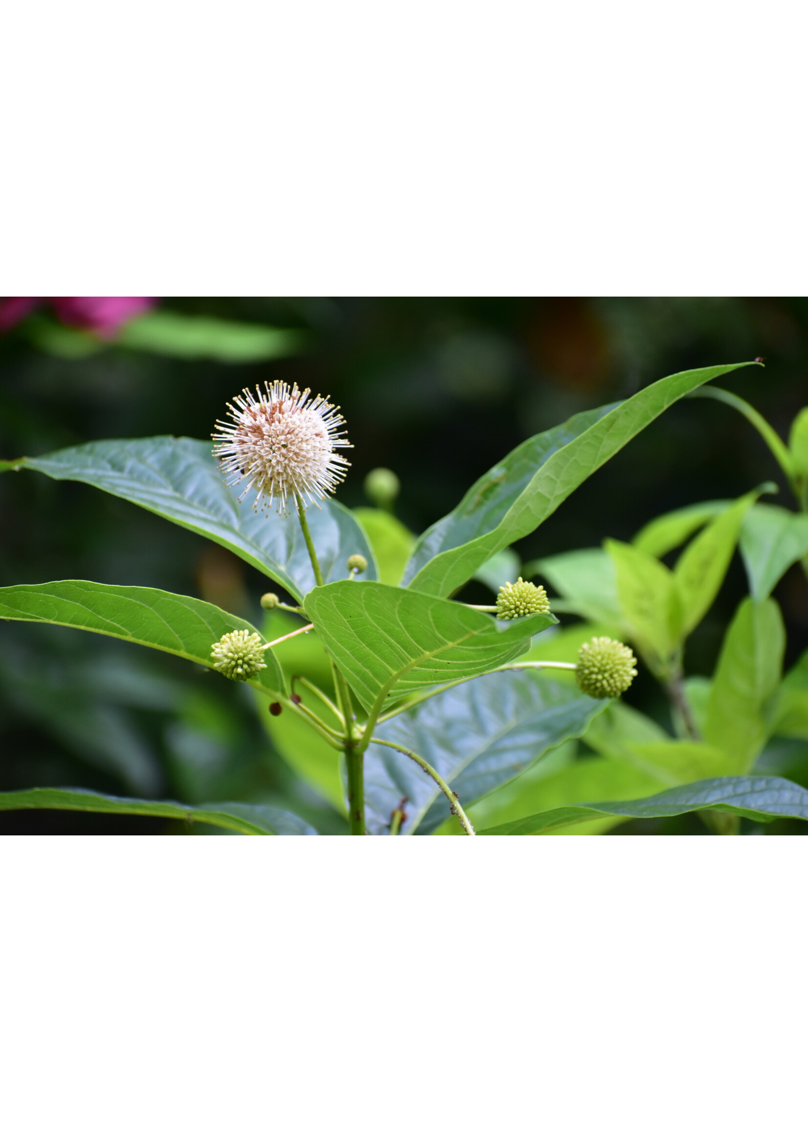 Cephalanthus occ.  Buttonbush, #3
