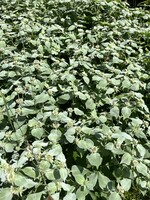 Pycnanthemum muticum Mountain Mint, Short-toothed #1