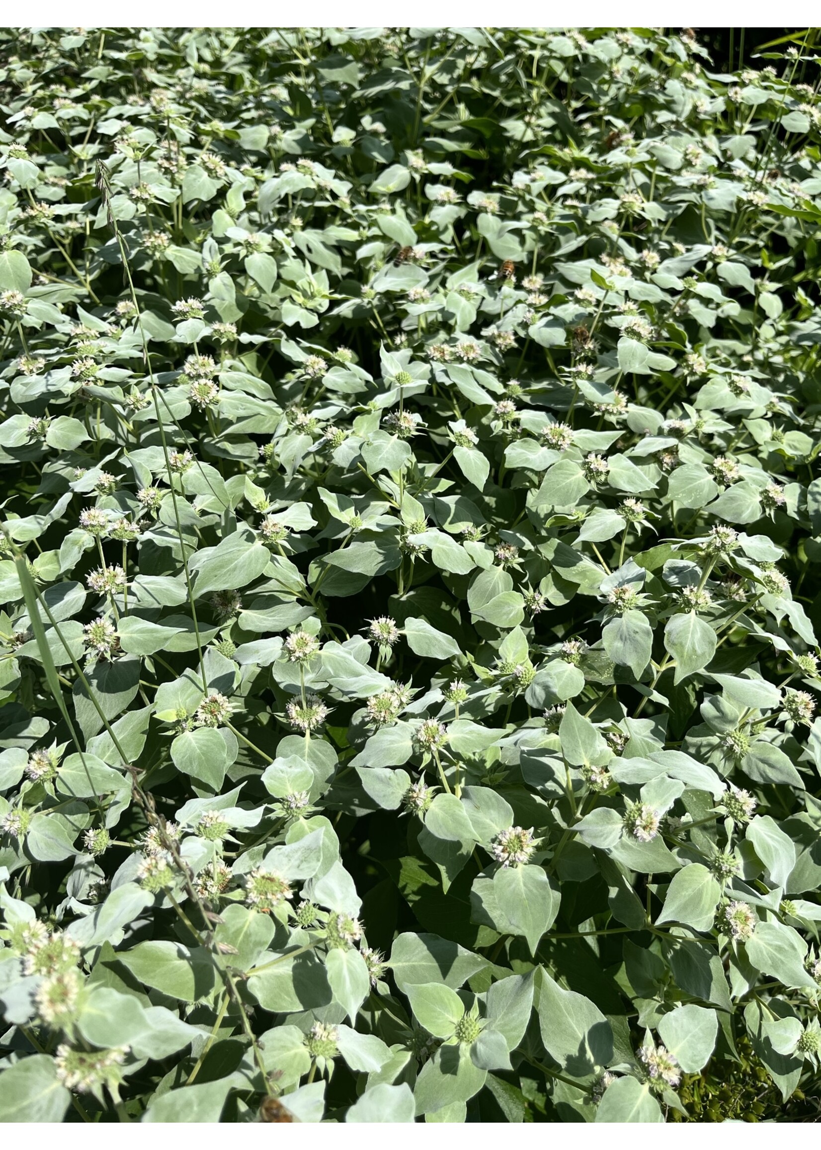 Pycnanthemum muticum Mountain Mint, Short-toothed #1