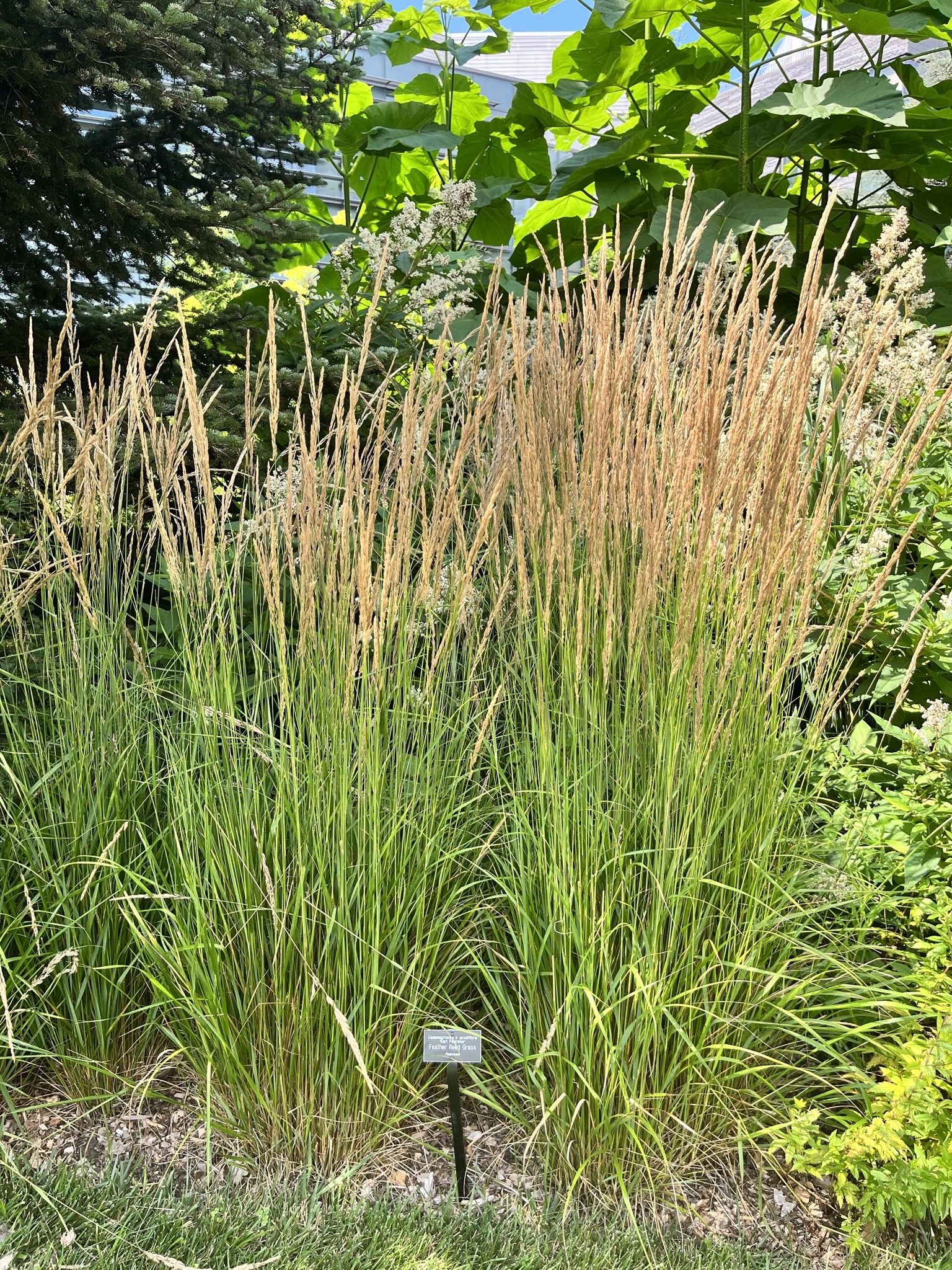Calamagrostis Karl Foerster Grass | Behmerwald - Behmerwald Nursery