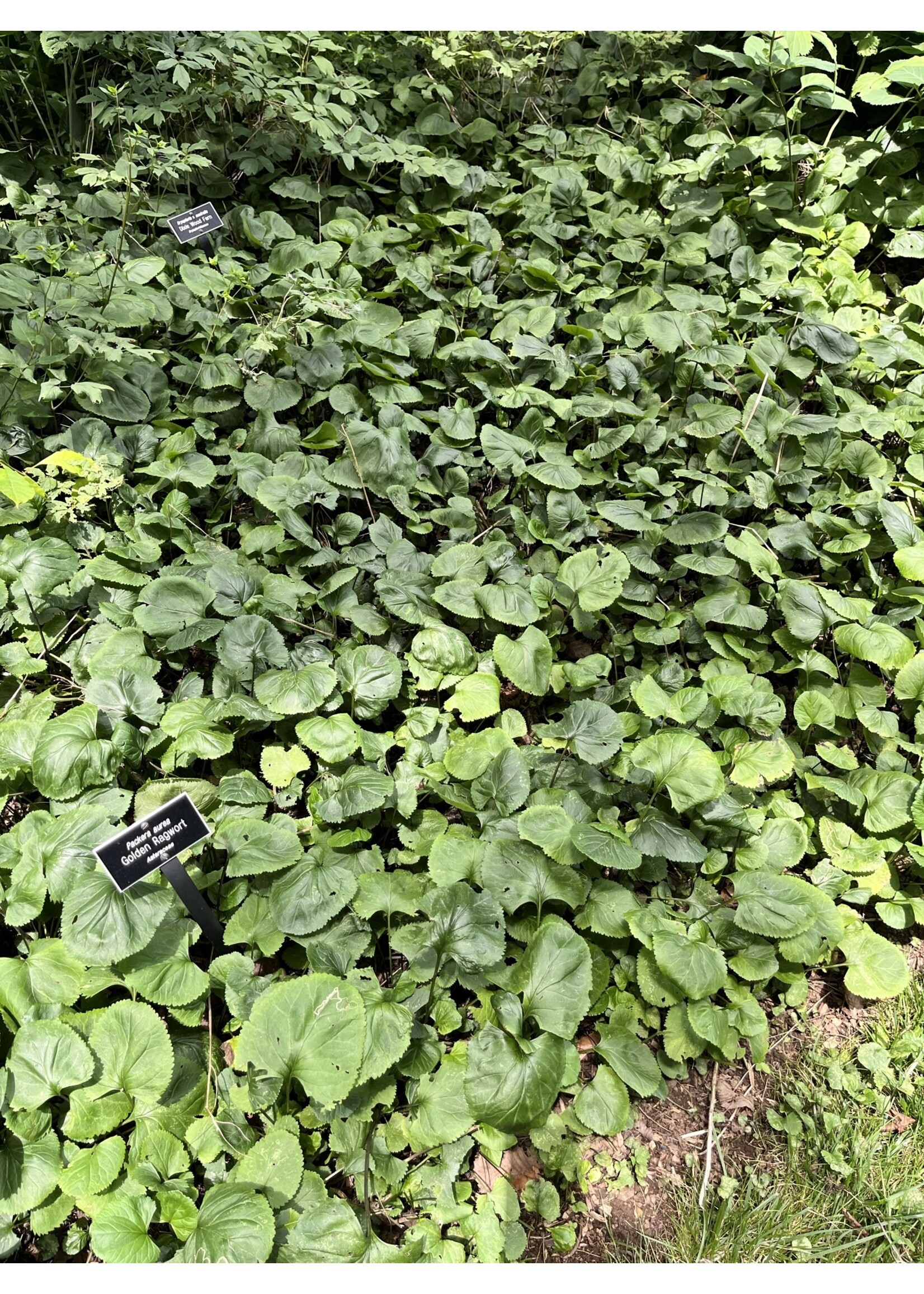 Packera/Senecio aurea, Golden groundsel, #1