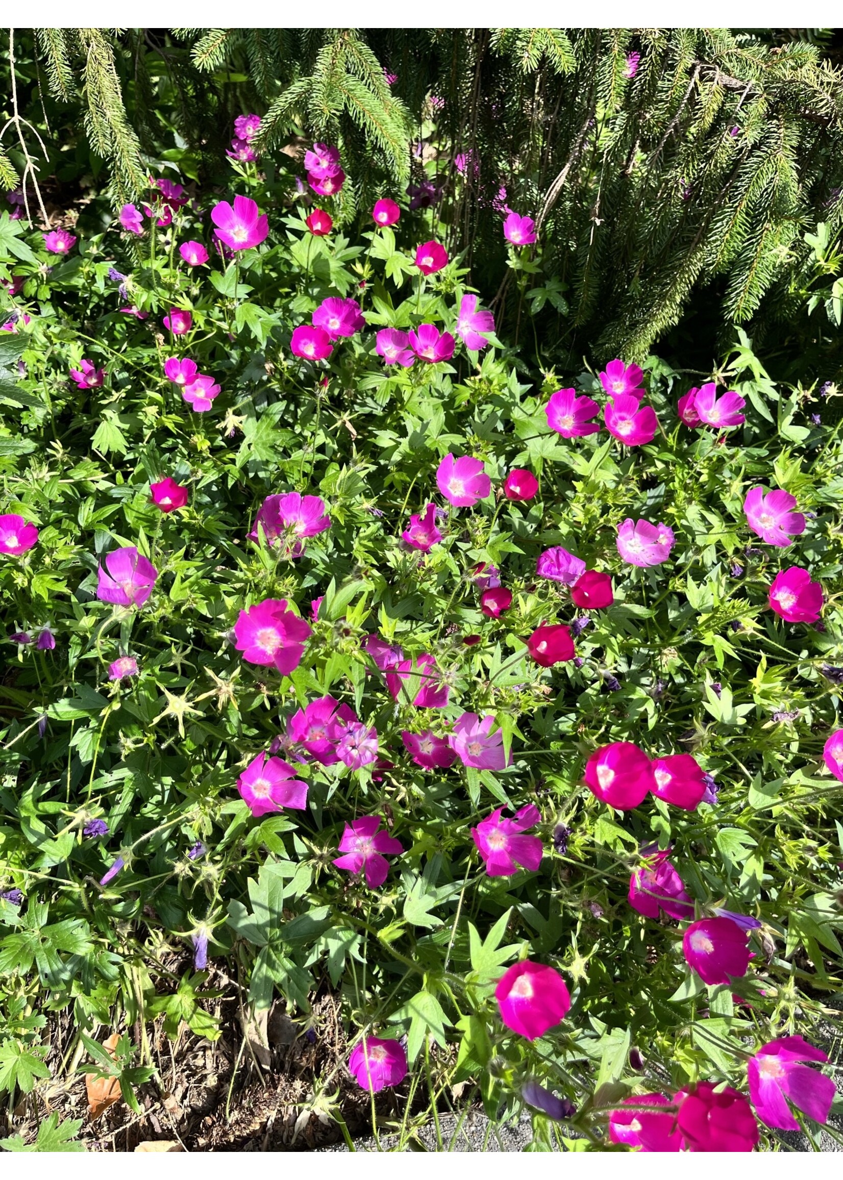 Callirhoe involucrata, Purple Poppy Mallow Wine Cups, #1