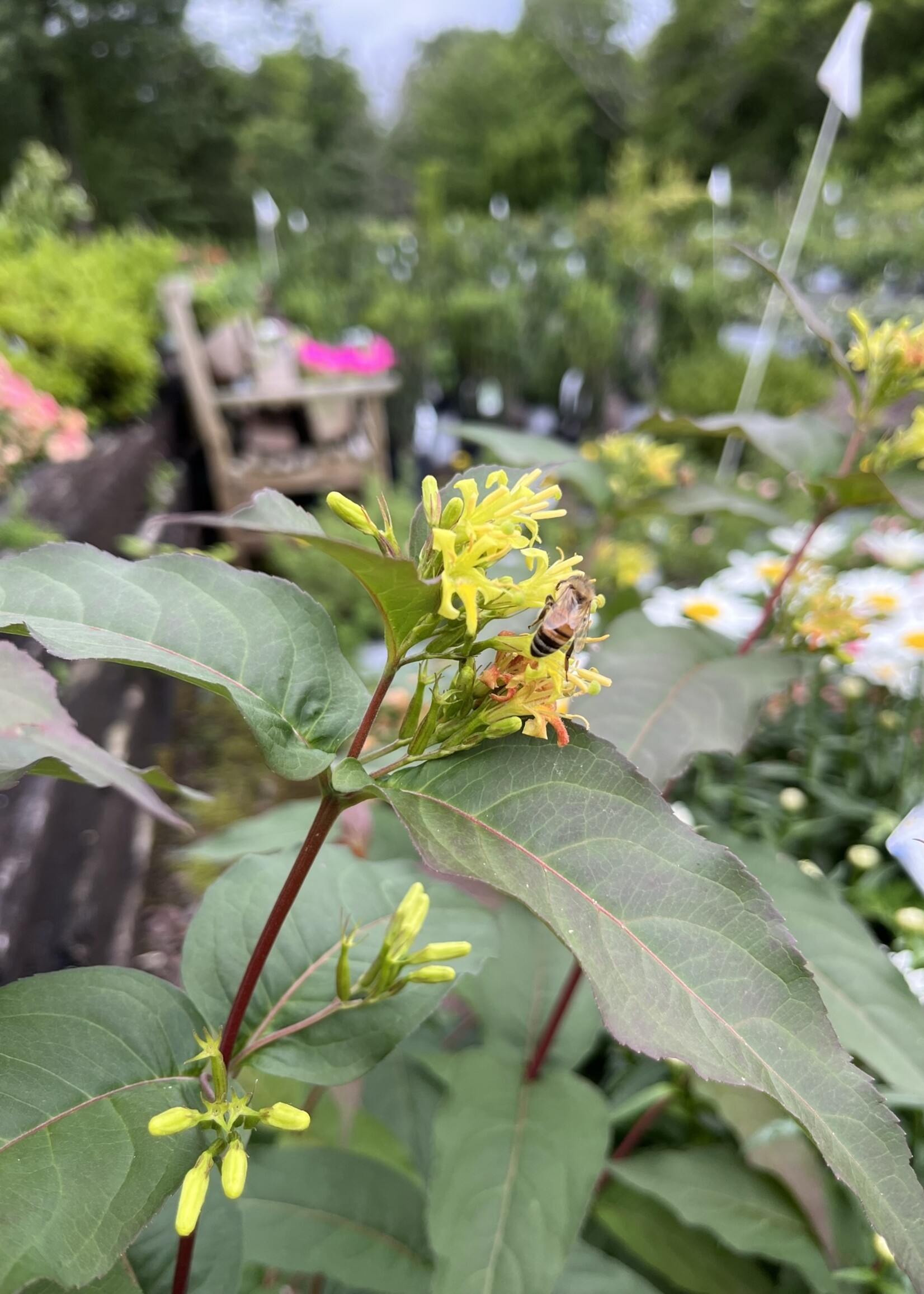 Diervilla x Kodiak Red Honeysuckle Bush Kodiak Red, 3 Behmerwald