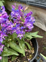 Penstemon Rock Candy Blue Beardtongue,  #1