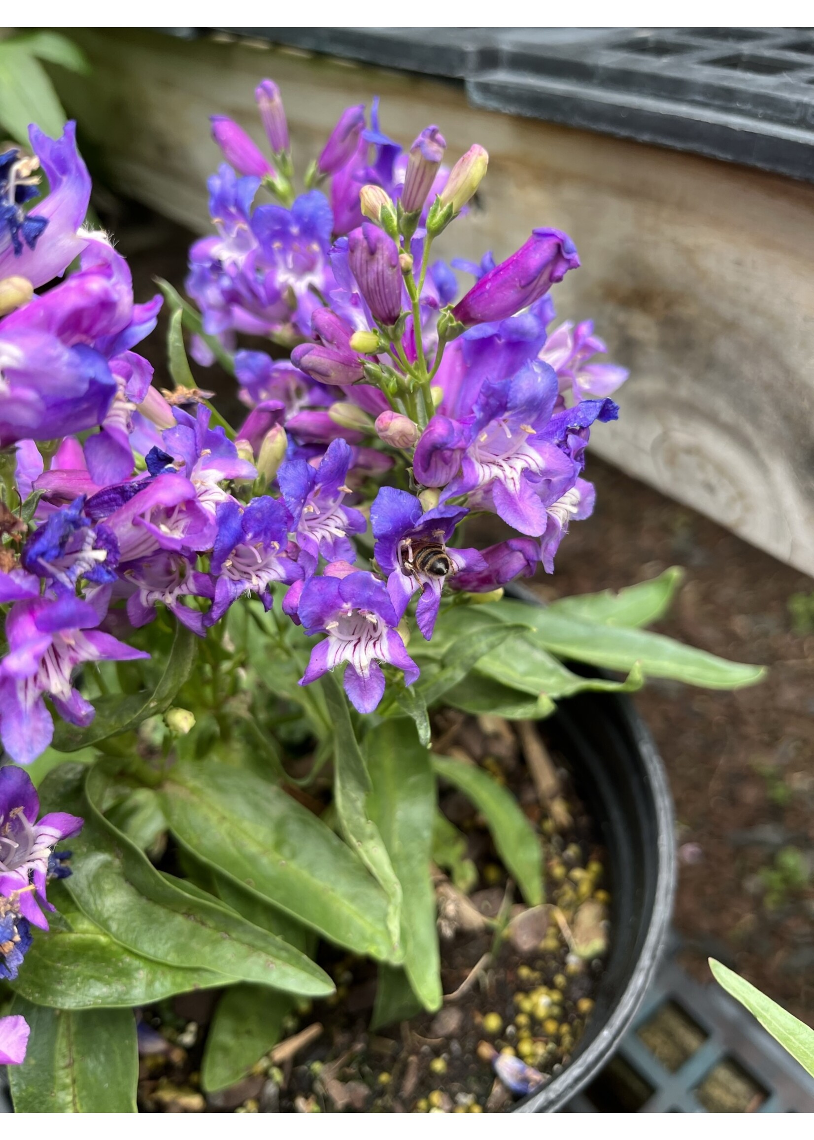 Penstemon Rock Candy Blue Beardtongue,  #1