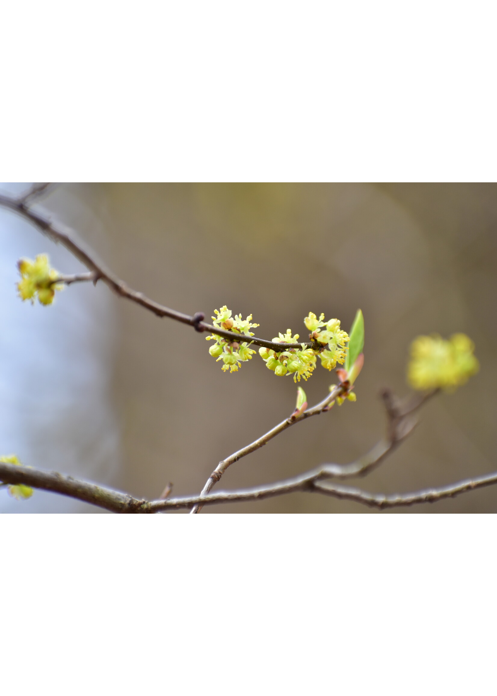 Spring Bloom Lindera benzoin Spicebush, #3