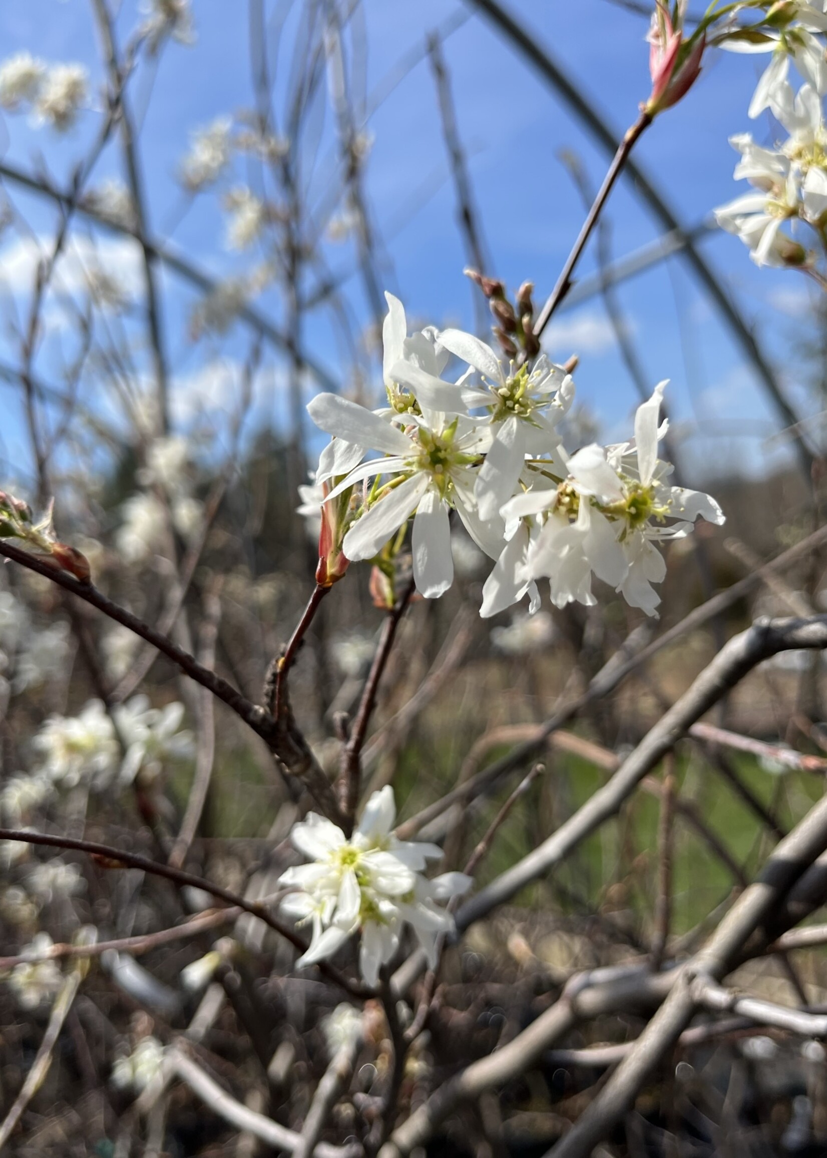Spring Bloom Amelanchier arborea spp Laevis, Serviceberry Alleghany #3