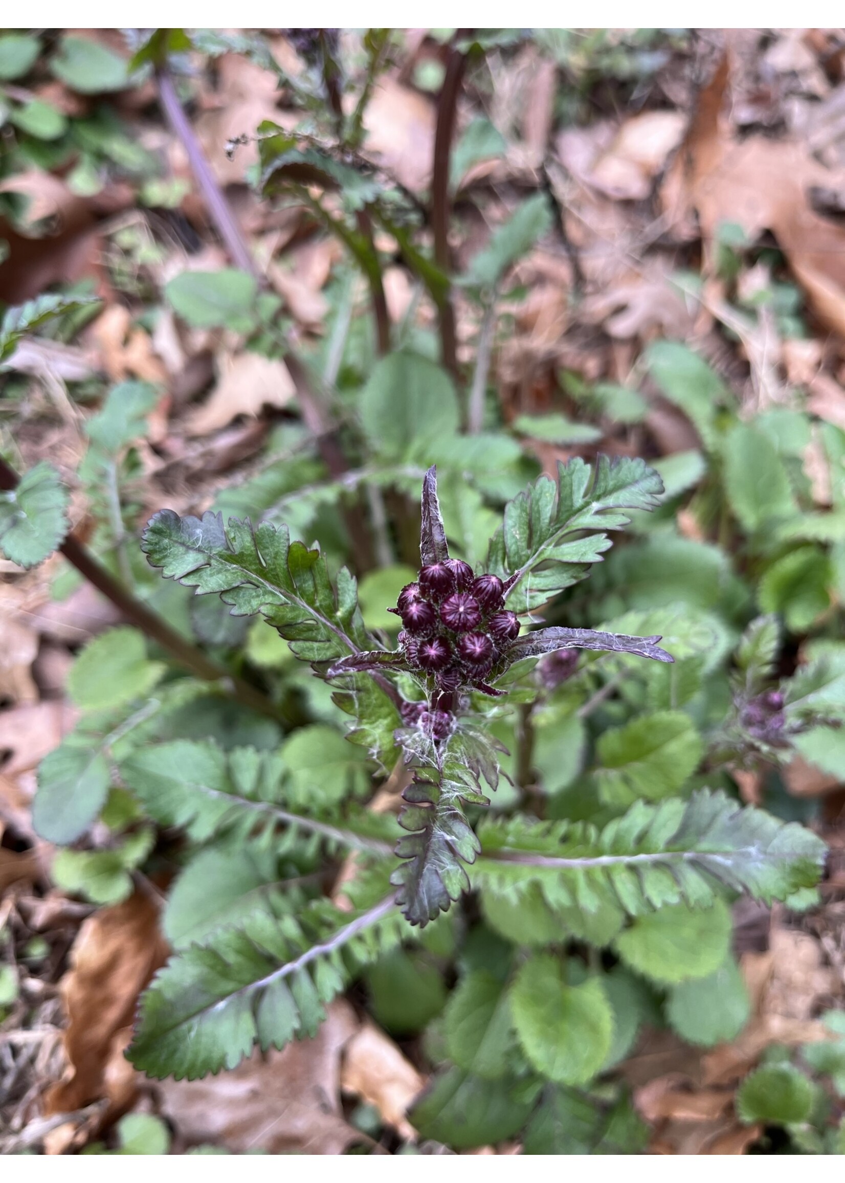 Packera/Senecio aurea, Golden groundsel, #1 container