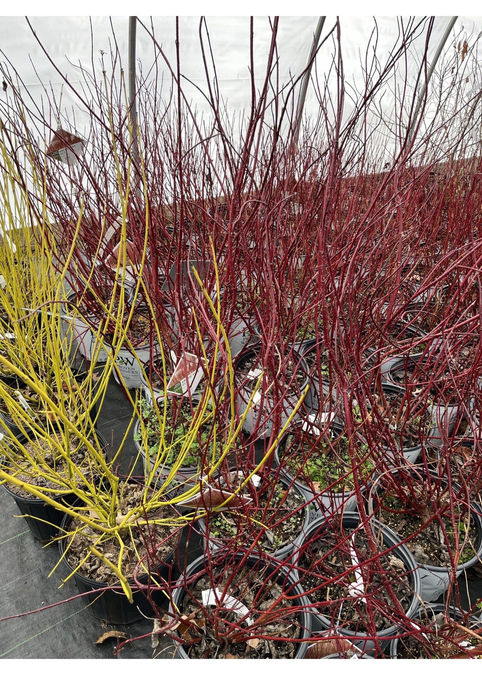 Cornus stolon. Farrow Dogwood - Red Twig, Arctic Fire, #3