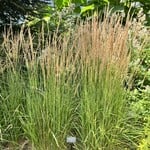 Grasses