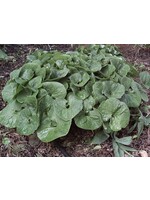 Spring Ephemerals Asarum canadensis, American Ginger #1