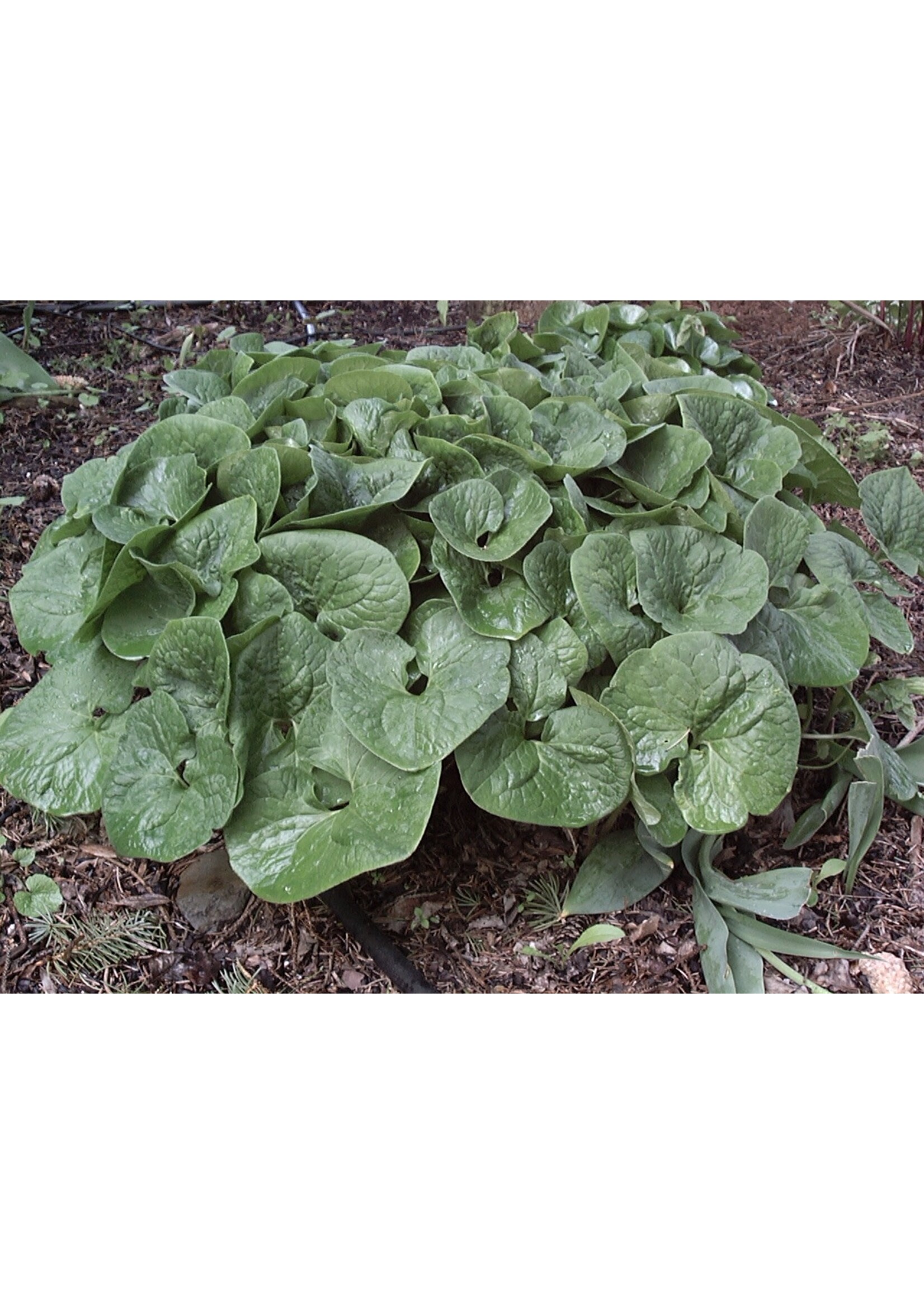 Spring Ephemerals Asarum canadensis Ginger, American, #1/Qts