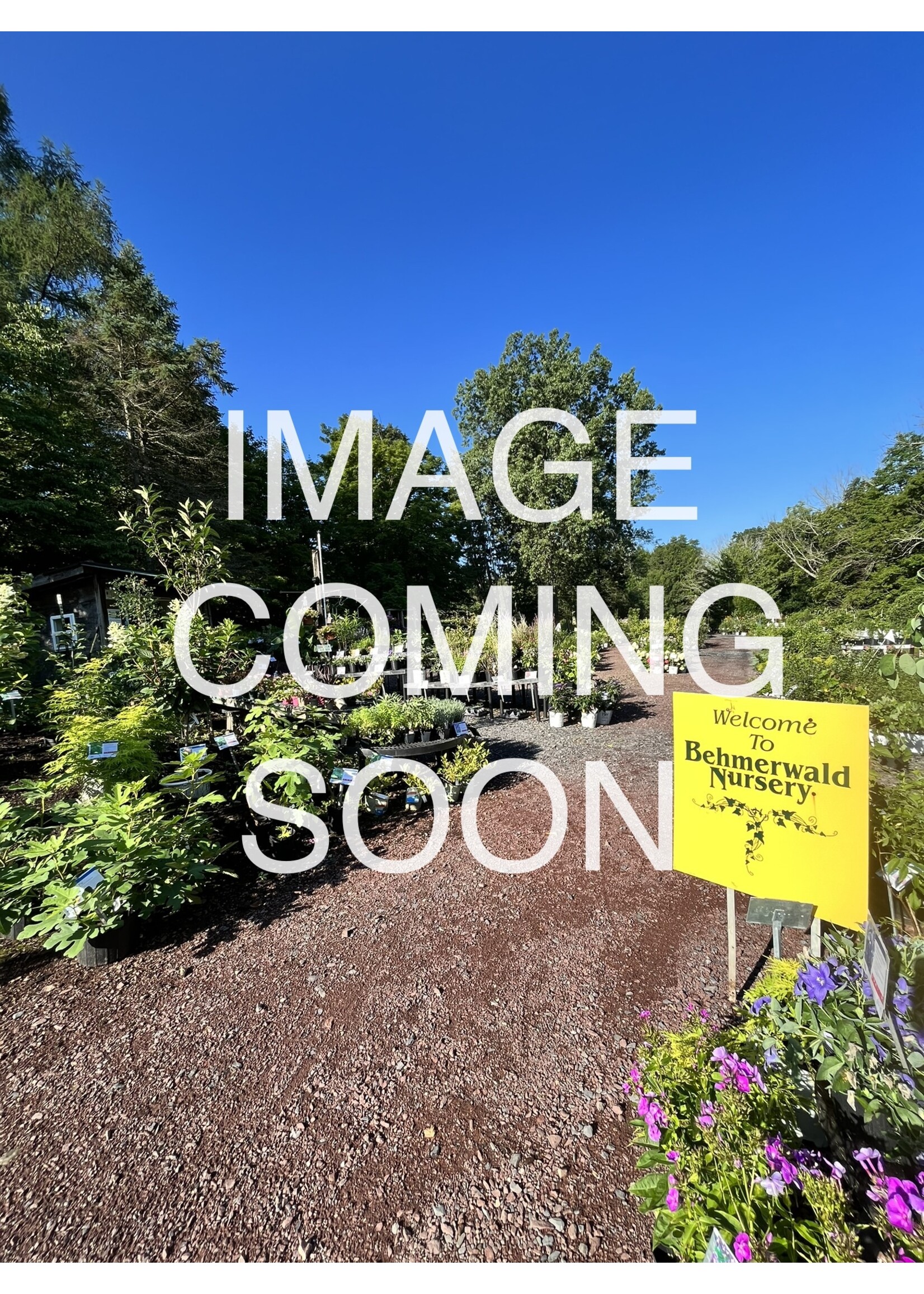 Fritillaria imperialis  rubra Red Crown, Fritillaria #1 Cont