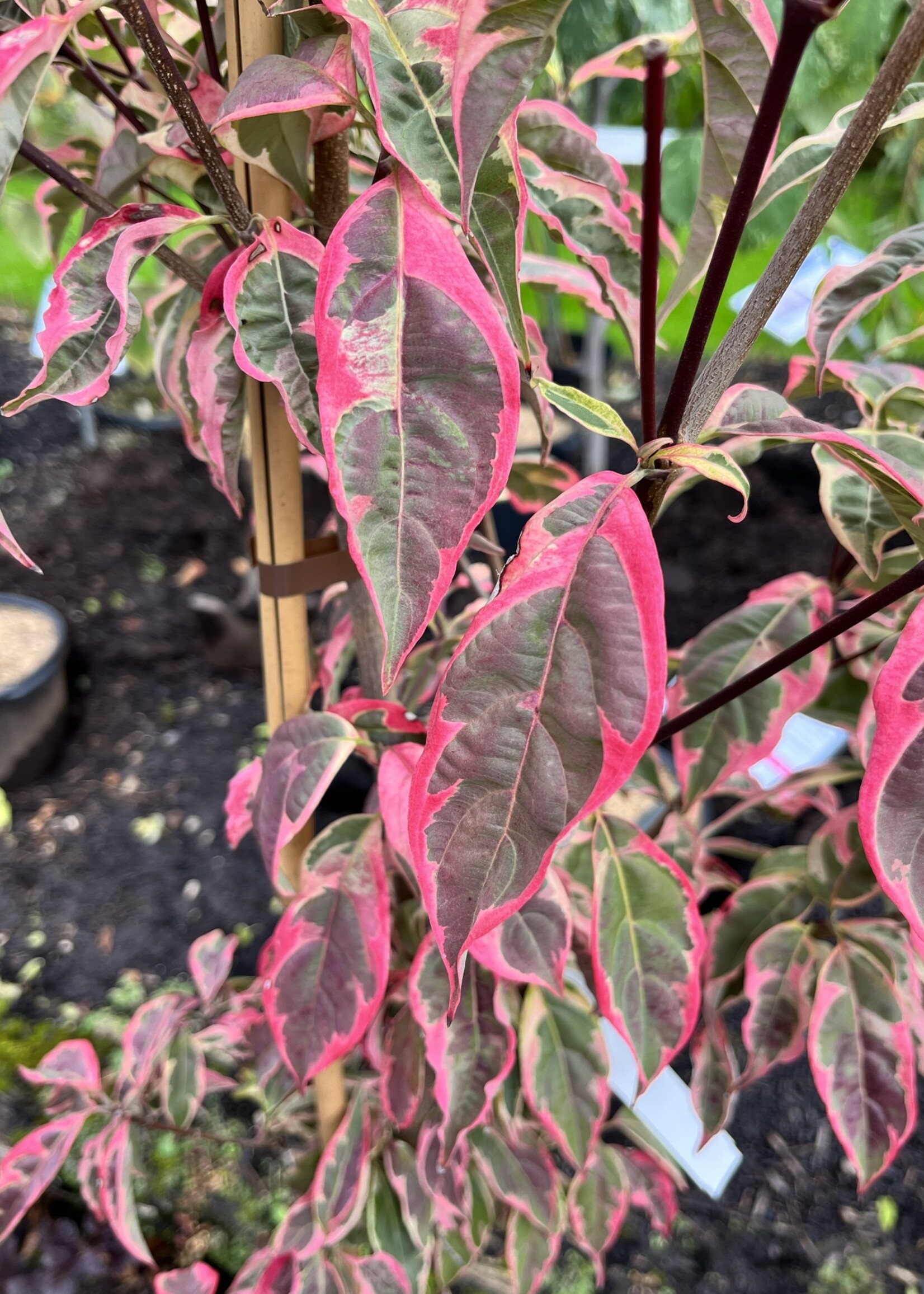 Cornus x Rutgan Variegated Dogwood - Rutger's Hybrid, VariegatedStellar Pink, #7