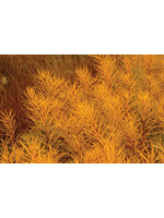 Amsonia hubrichtii Butterscotch, Bluestar #1