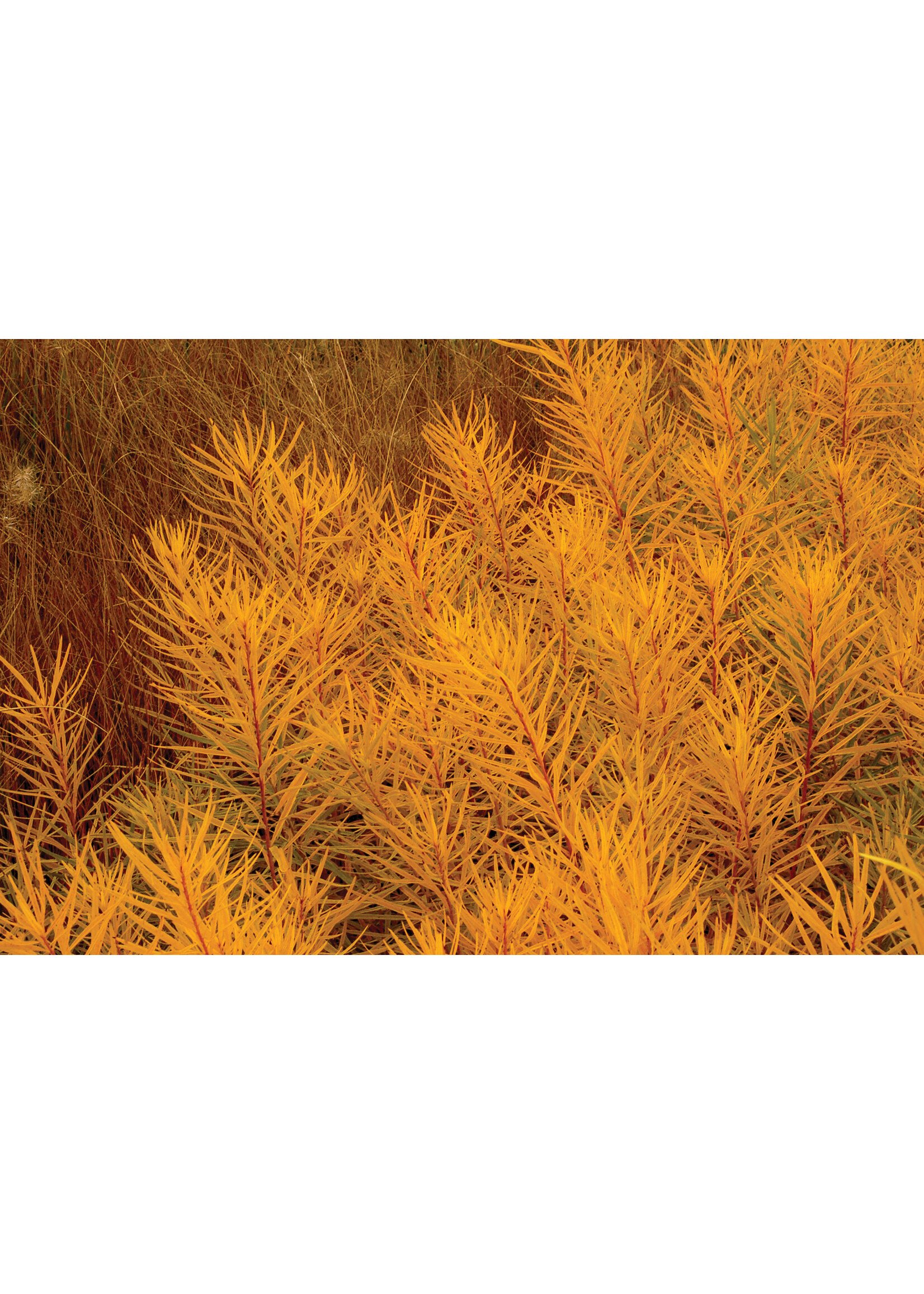 Amsonia hubrichtii Butterscotch, Bluestar #1