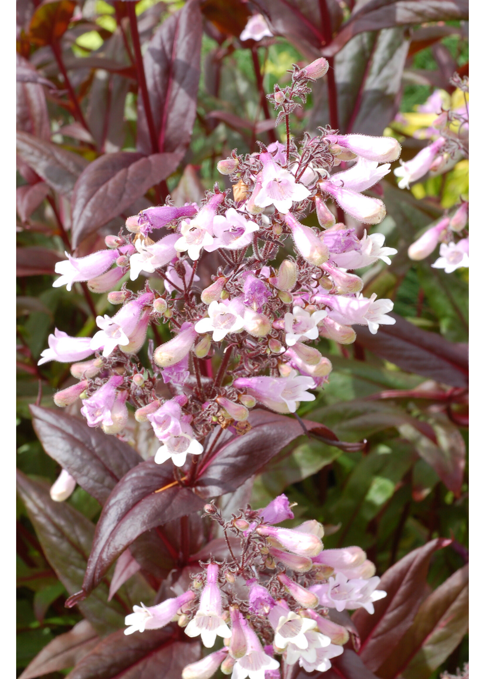 Penstemon Dark Towers, Beardtongue #1