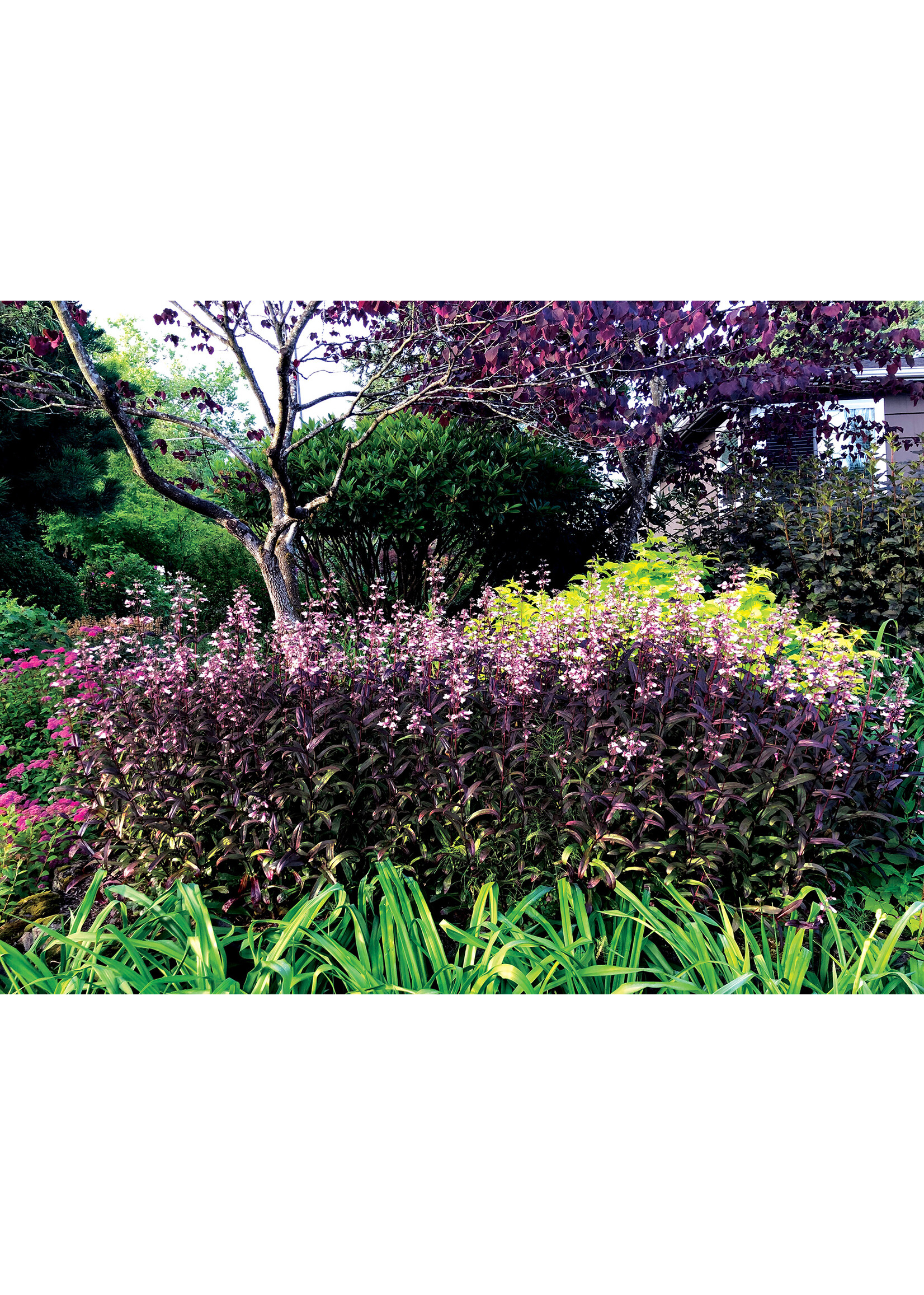 Penstemon Dark Towers, Beardtongue #1