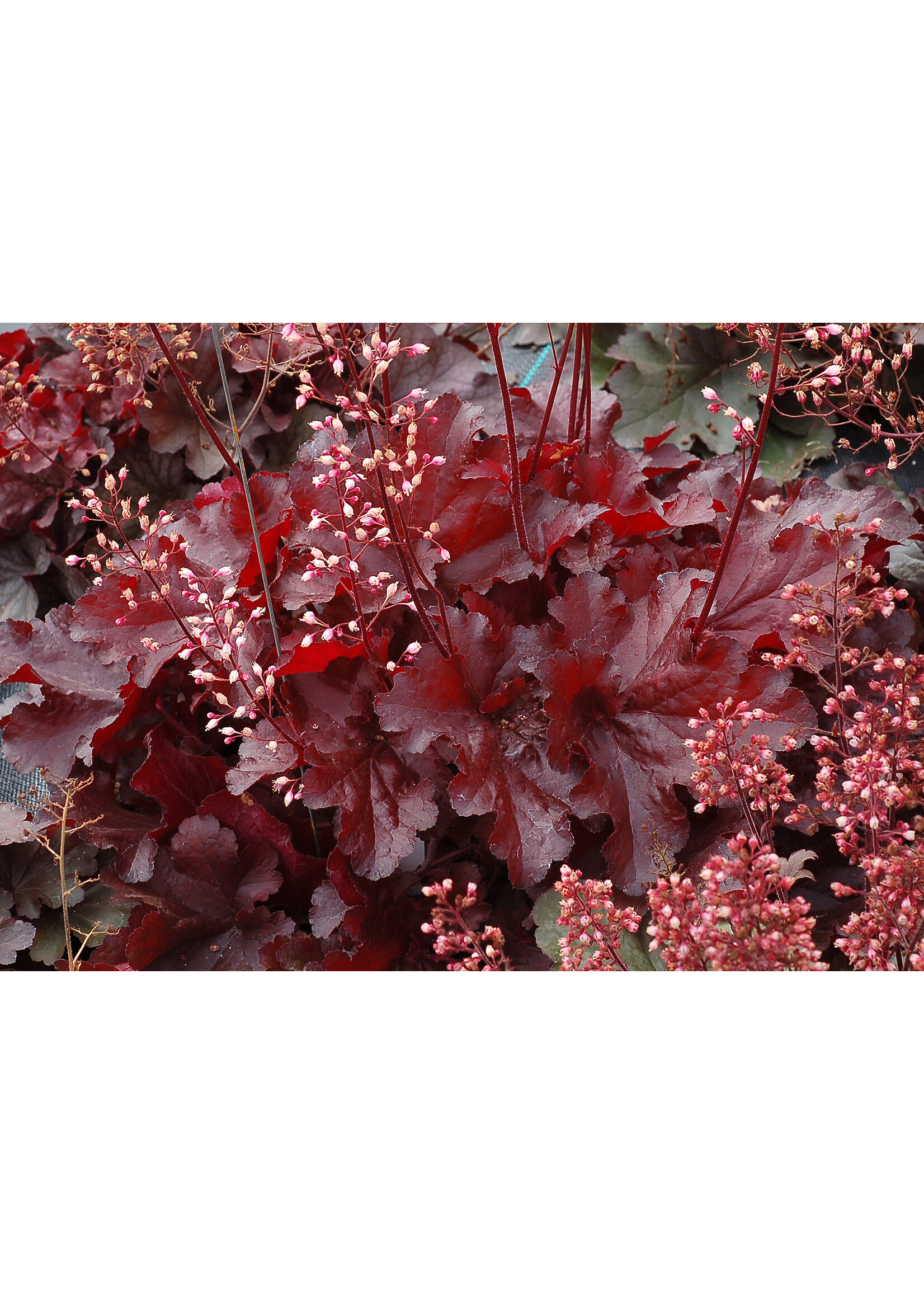 Heuchera Forever Red, Coral Bells , #1