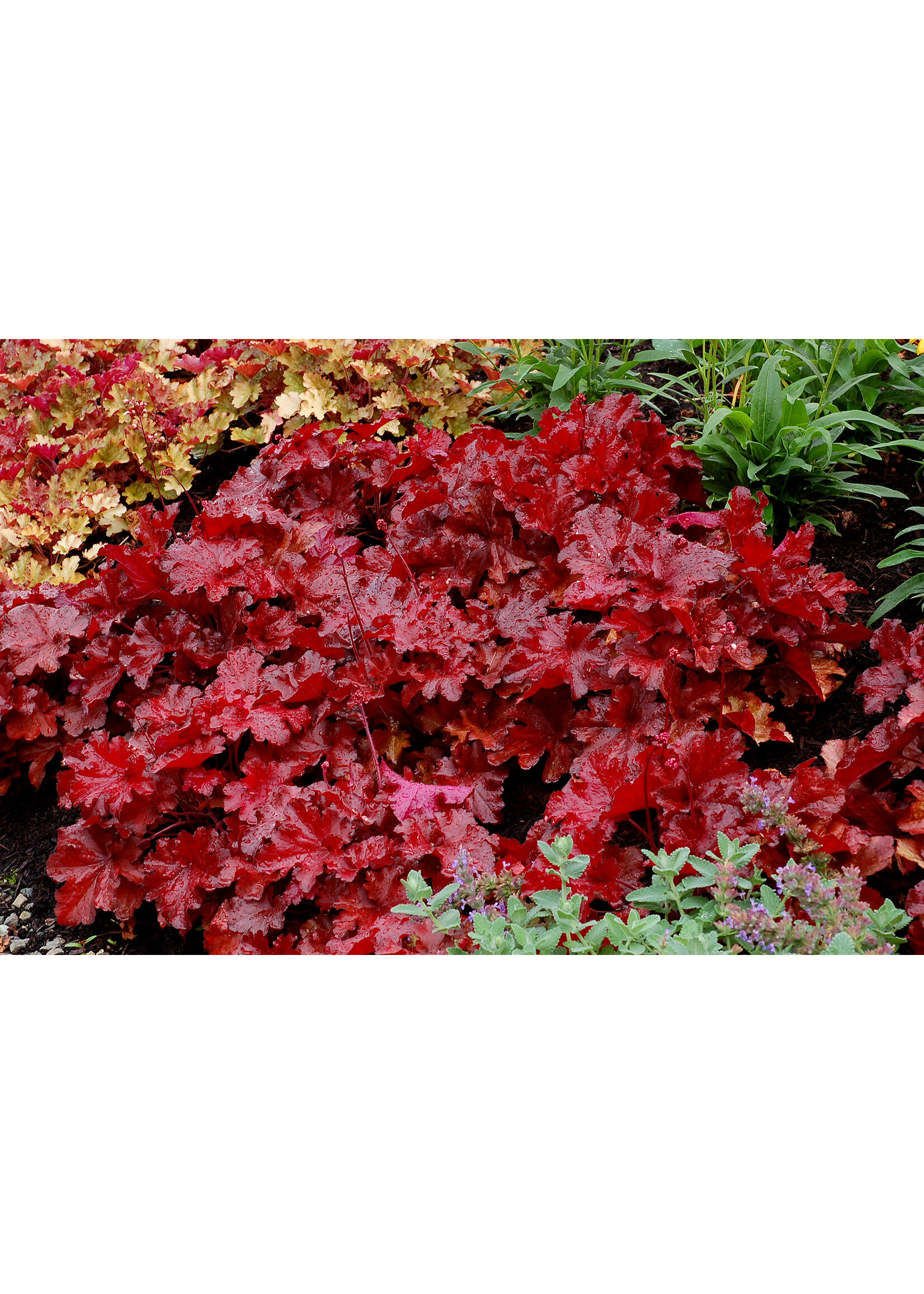 Heuchera Forever Red, Coral Bells , #1