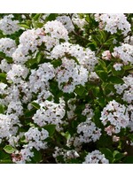 Viburnum carlesii Sugar 'n Spice, Korean Spice Viburnum #3