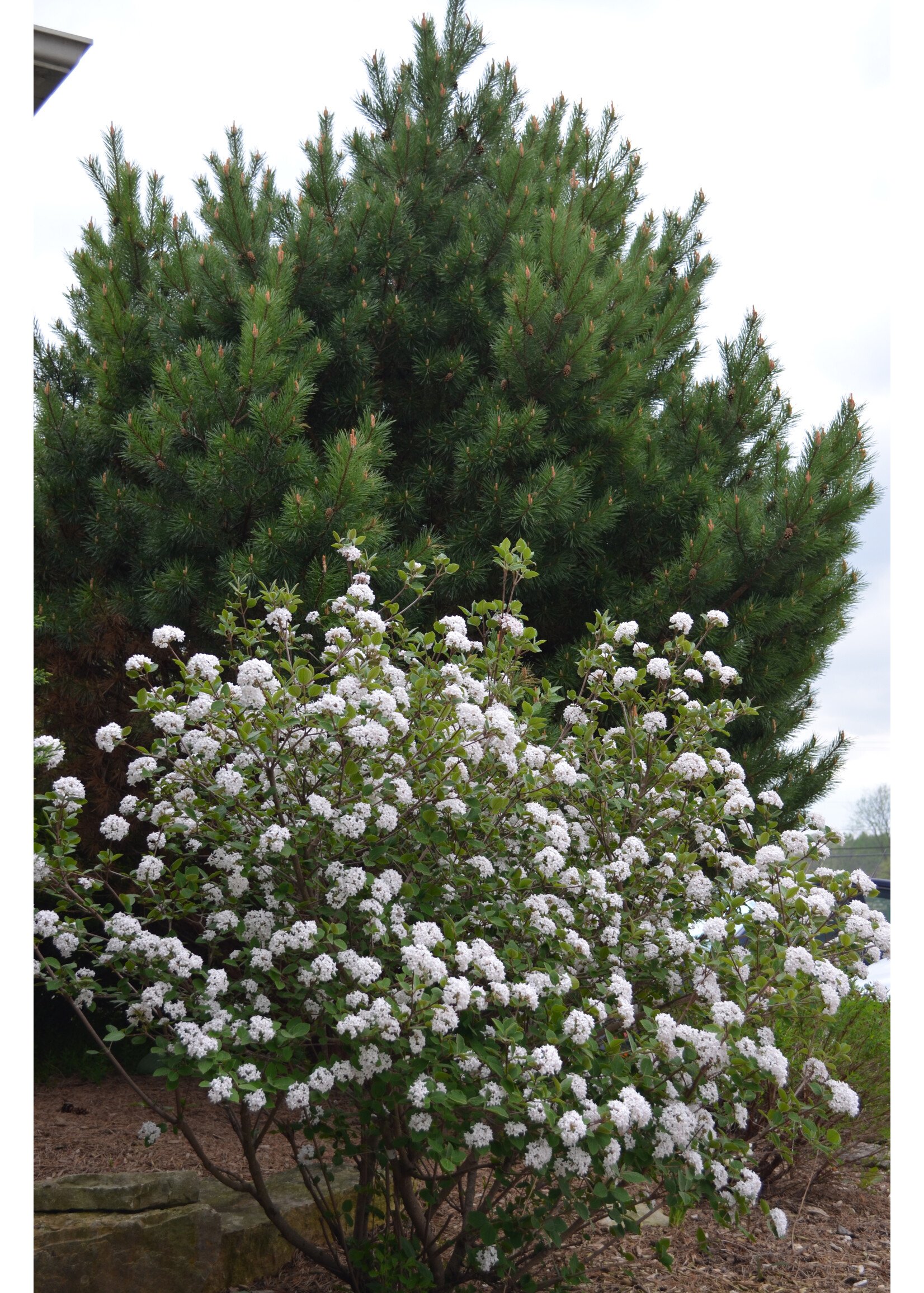 Viburnum carlesii Sugar 'n Spice, Korean Spice Viburnum #3