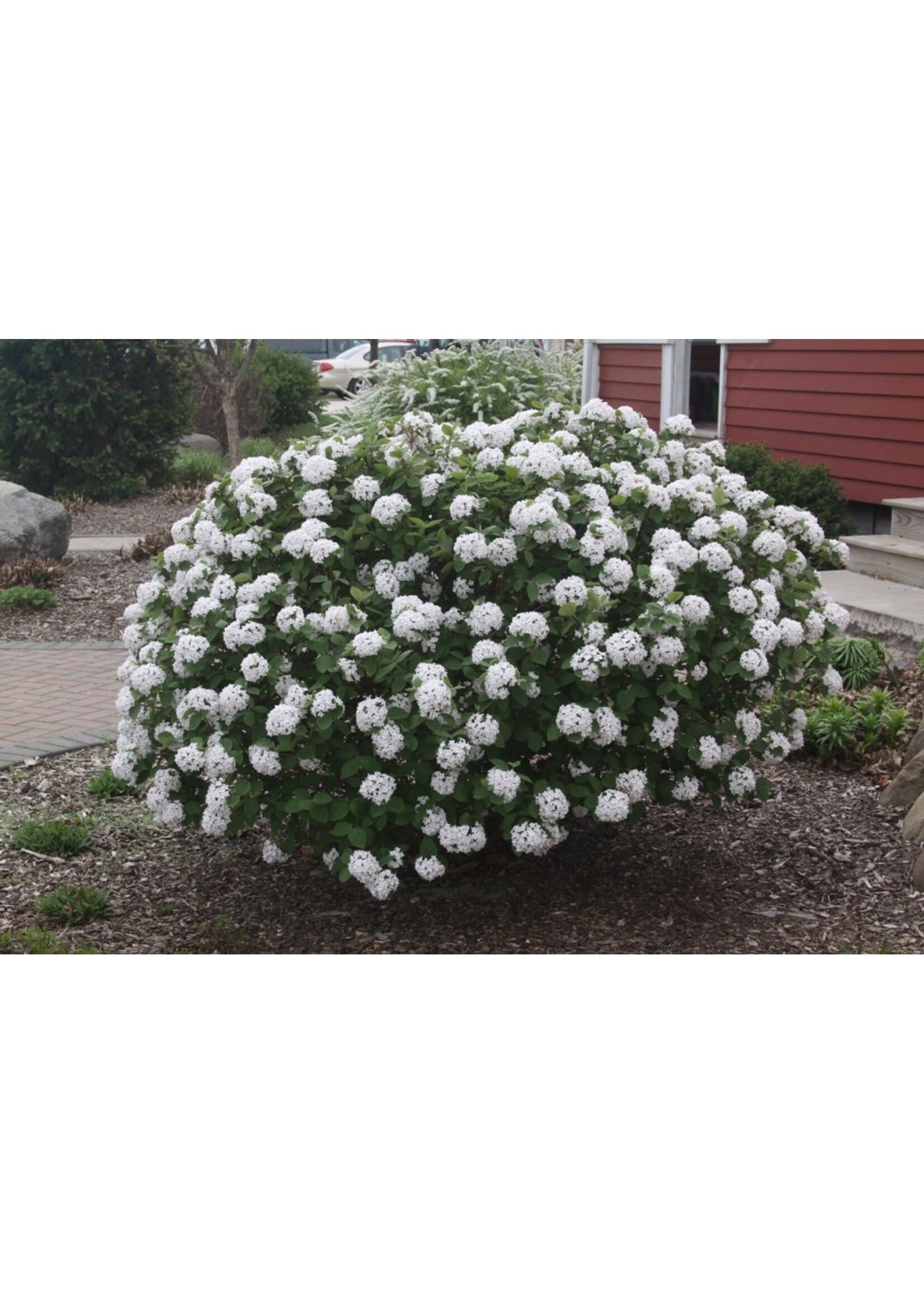 Viburnum carlesii Spice Island , Korean Spice Viburnum #3