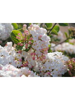 Viburnum carlesii Spice Island , Korean Spice Viburnum #3