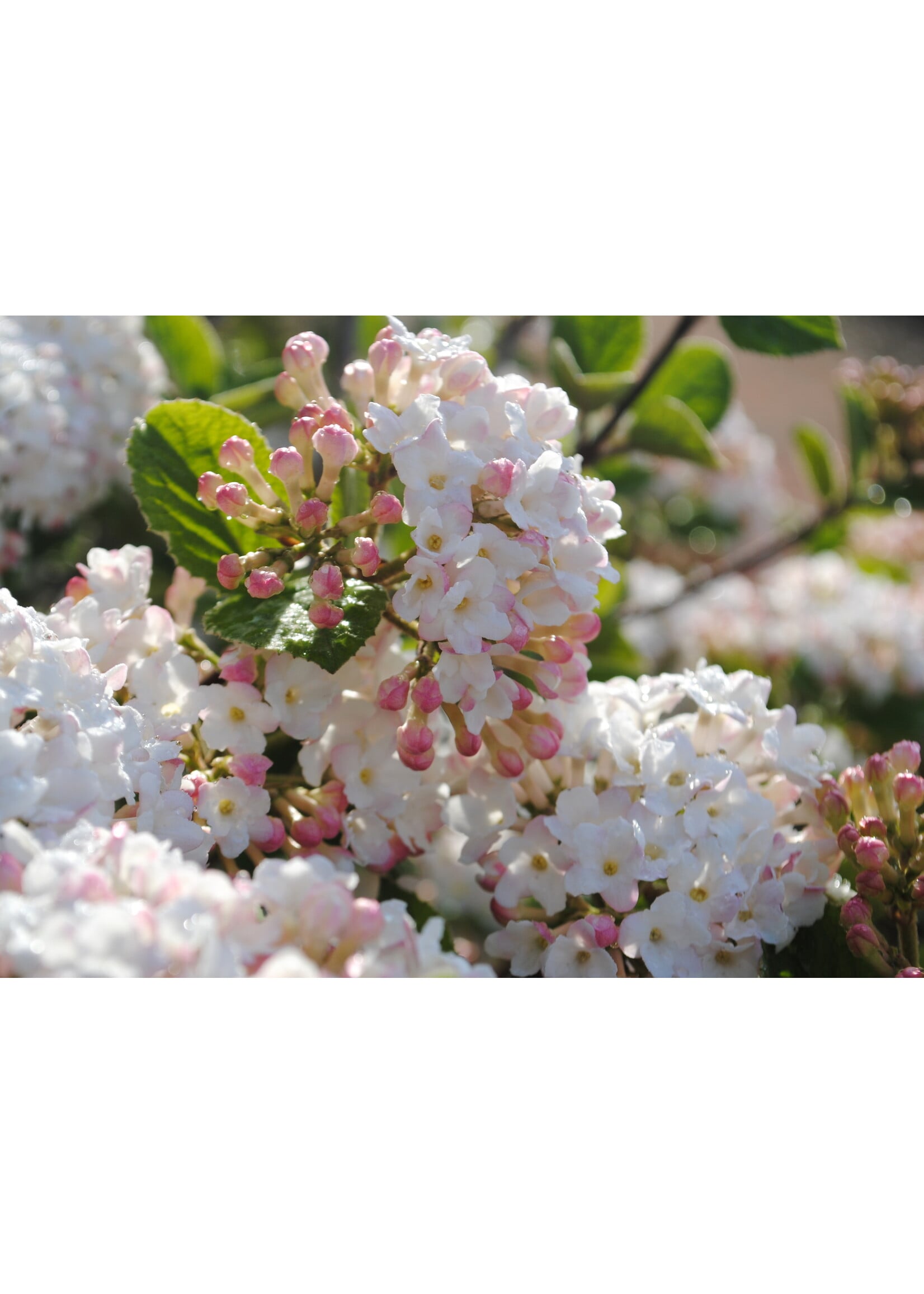 Viburnum carlesii Spice Island , Korean Spice Viburnum #3