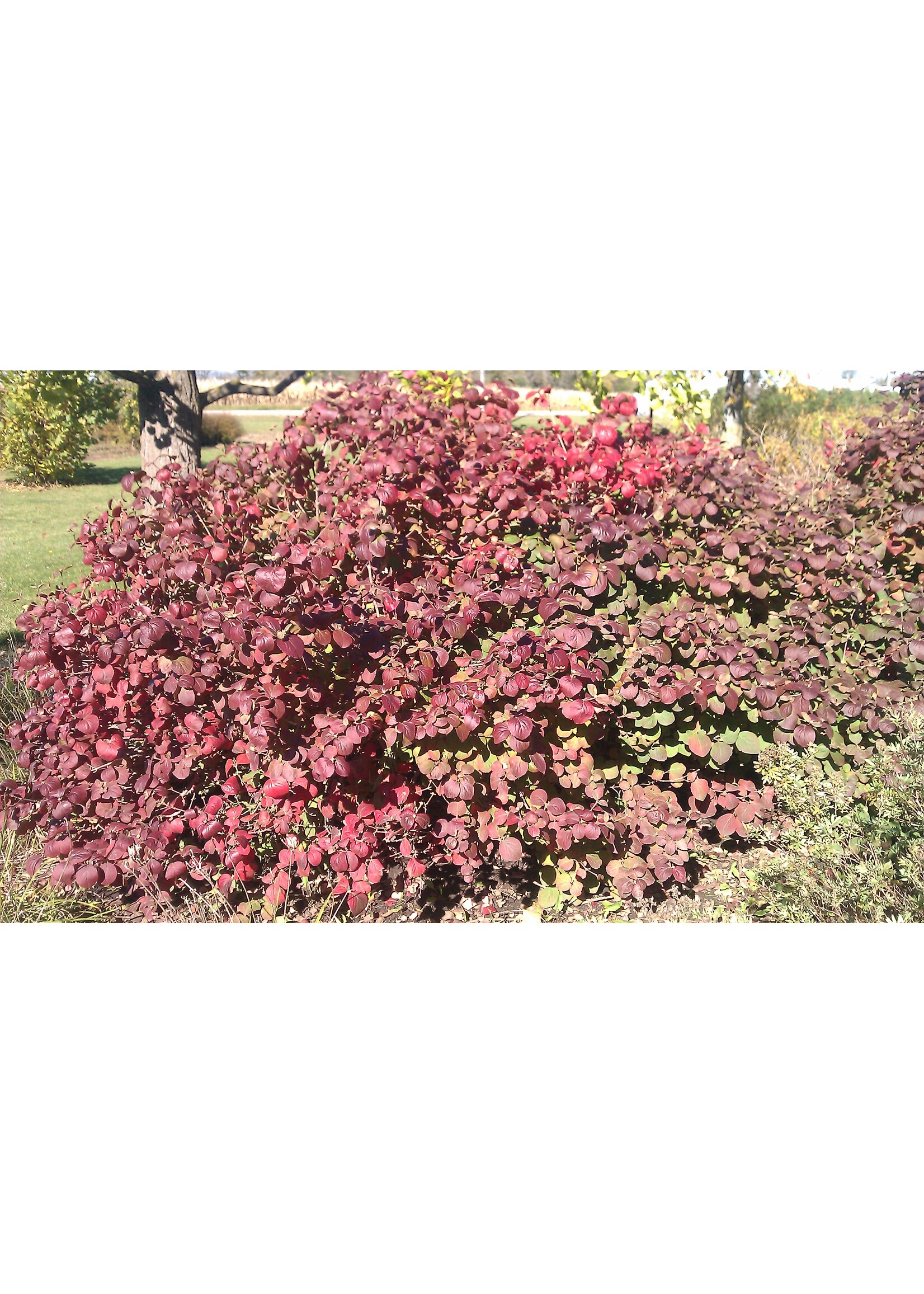 Viburnum carlesii Fit 2B Tied, Korean Spice Viburnum #3