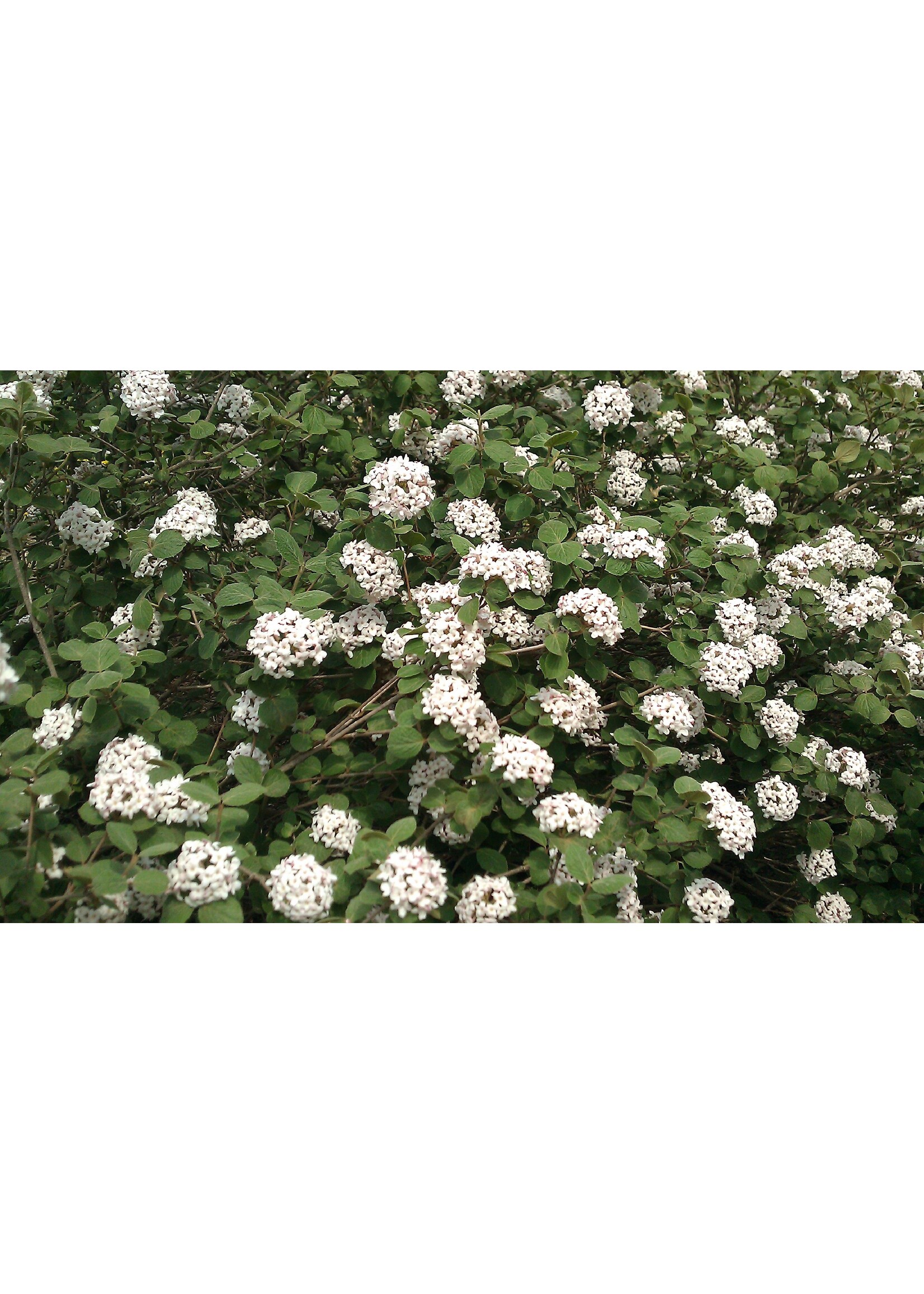 Viburnum carlesii Fit 2B Tied, Korean Spice Viburnum #3