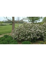 Viburnum carlesii Fit 2B Tied, Korean Spice Viburnum #3