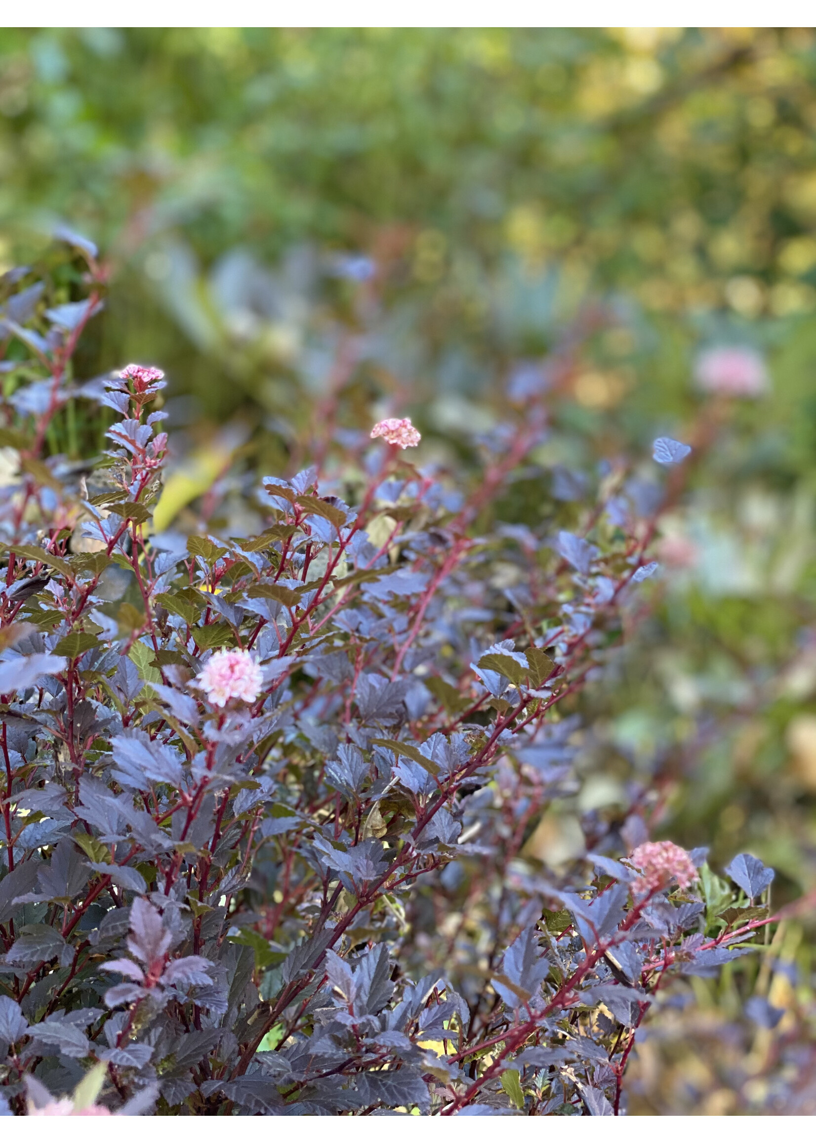 Physocarpus opulifolius Sweet Cherry Tea, Ninebark #3