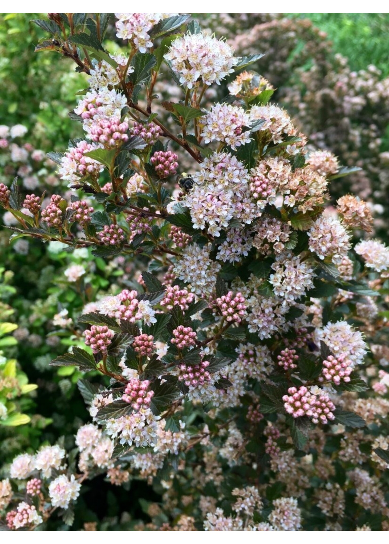 Physocarpus opulifolius Sweet Cherry Tea, Ninebark #3