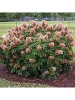 Hydrangea quercifolia Munchkin, Oakleaf Hydrangea #3