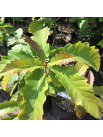Quercus prinus (montana), Chestnut Oak #7