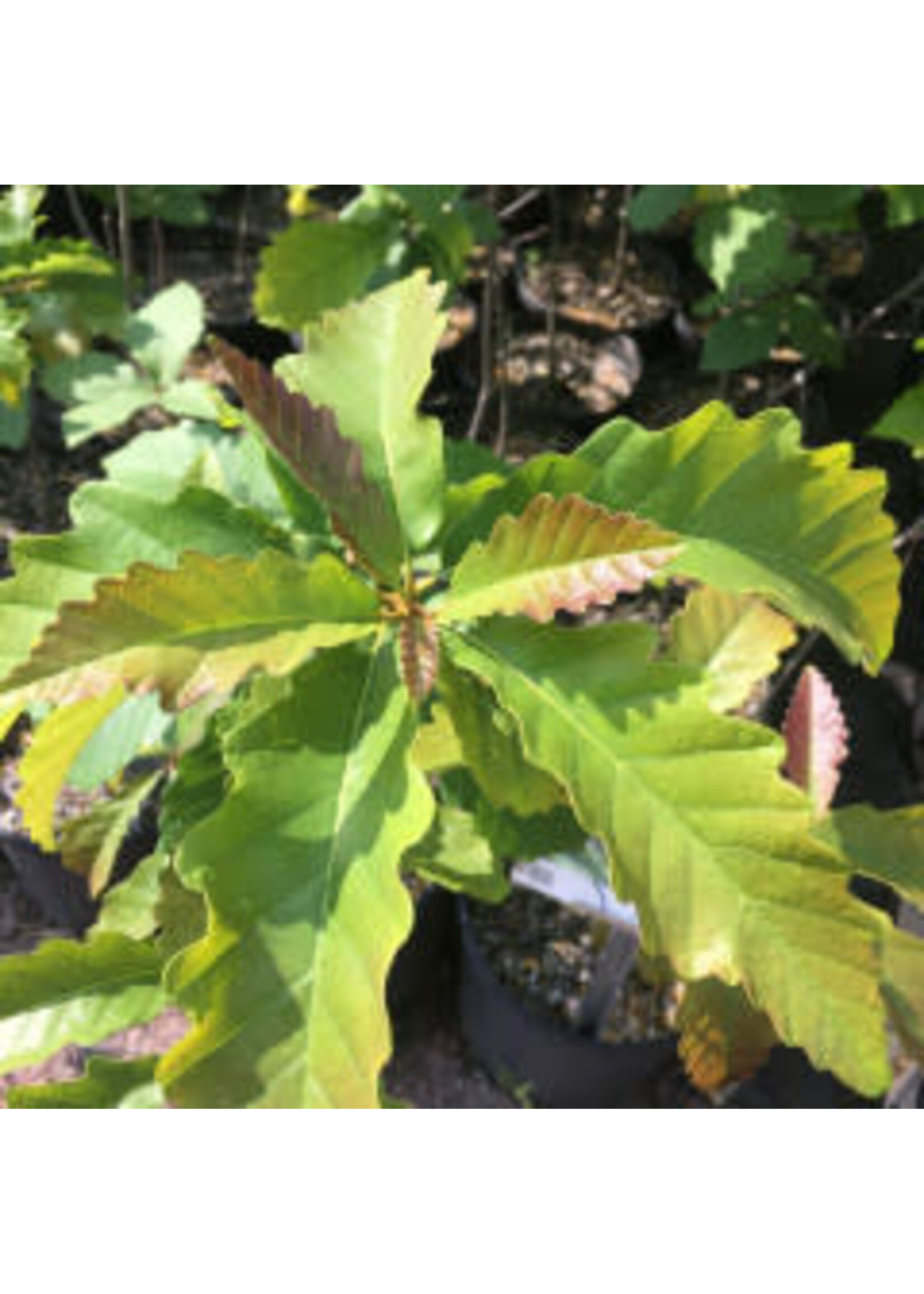 Quercus prinus, (montana) Chestnut Oak #7